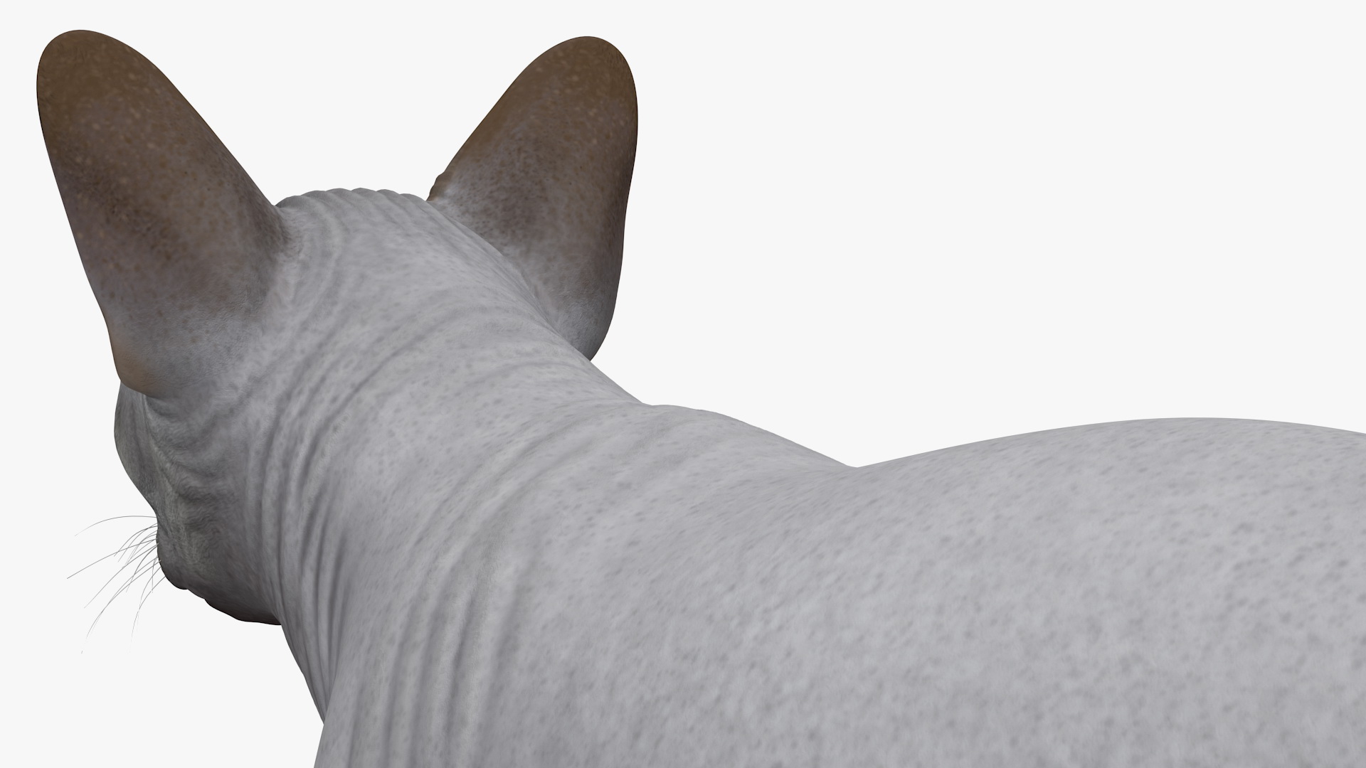 3D Sphynx Cat Solid Color Black model