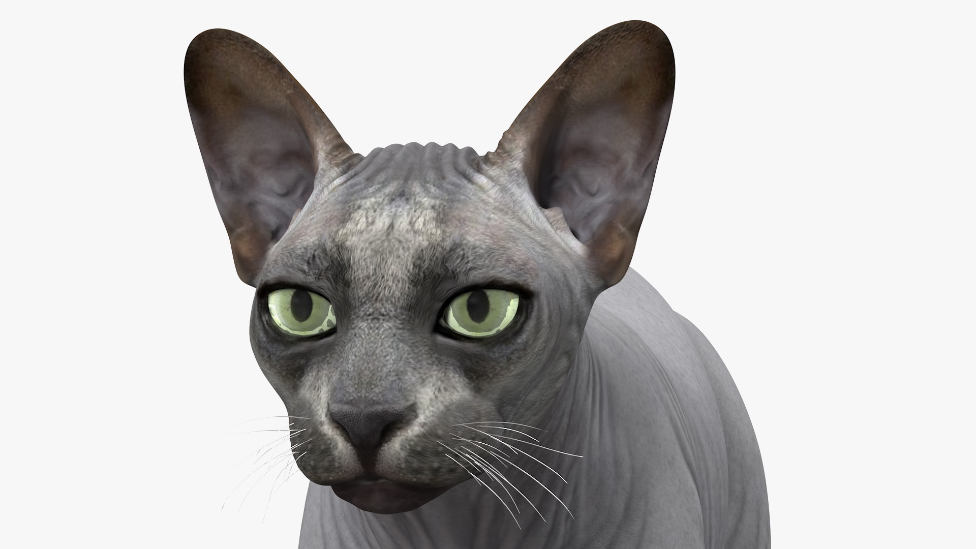 3D Sphynx Cat Solid Color Black model