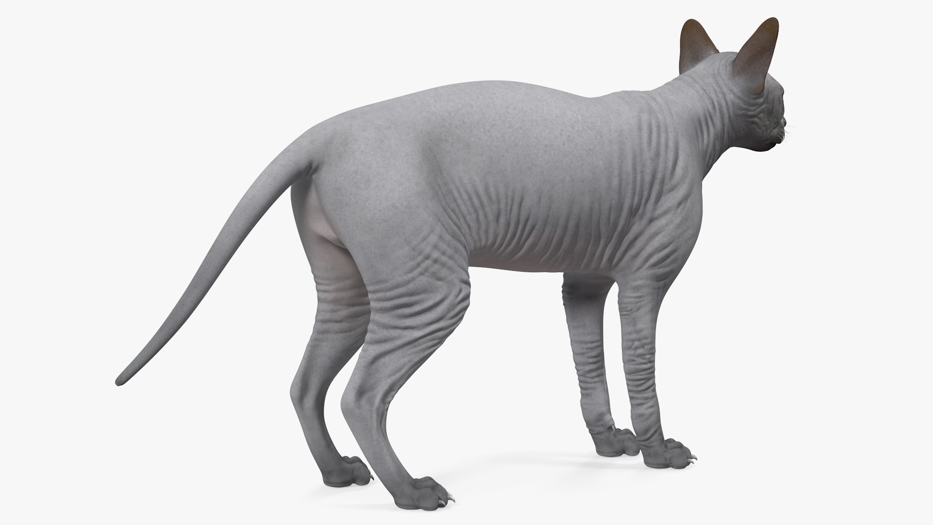 3D Sphynx Cat Solid Color Black model
