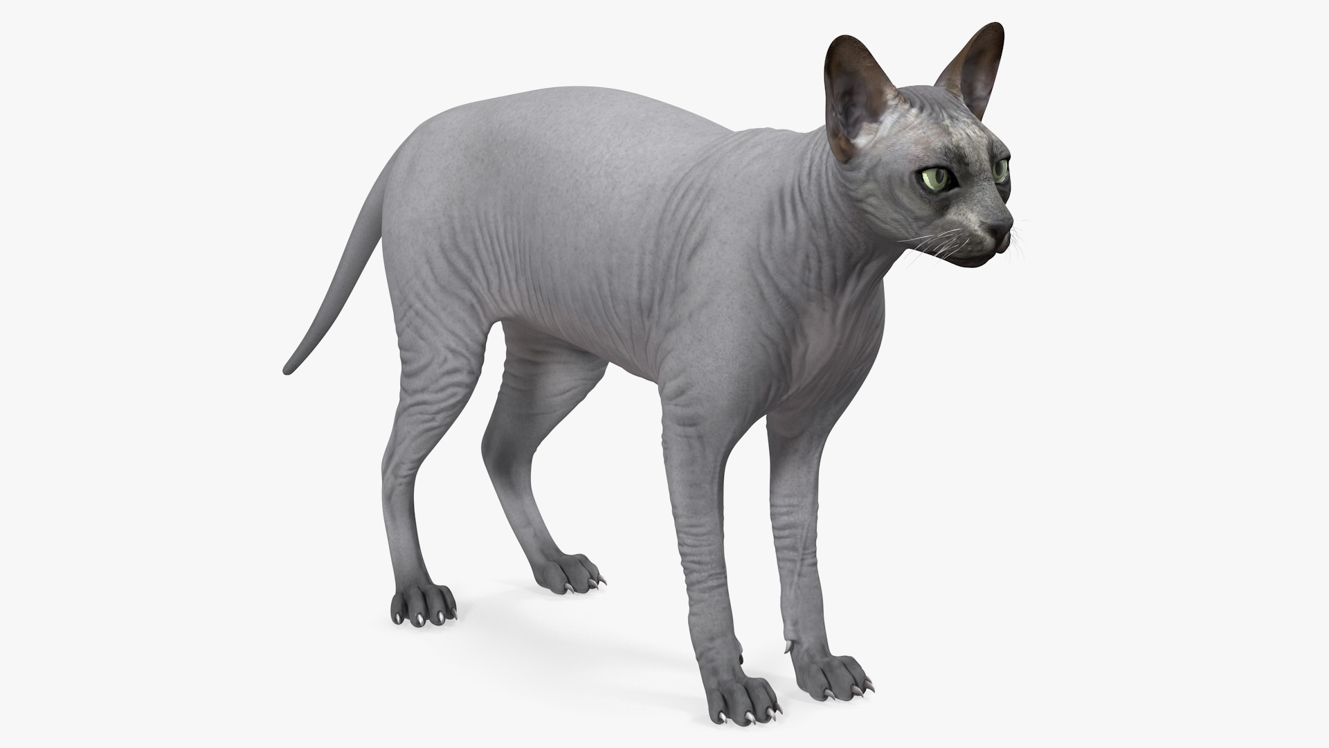 3D Sphynx Cat Solid Color Black model
