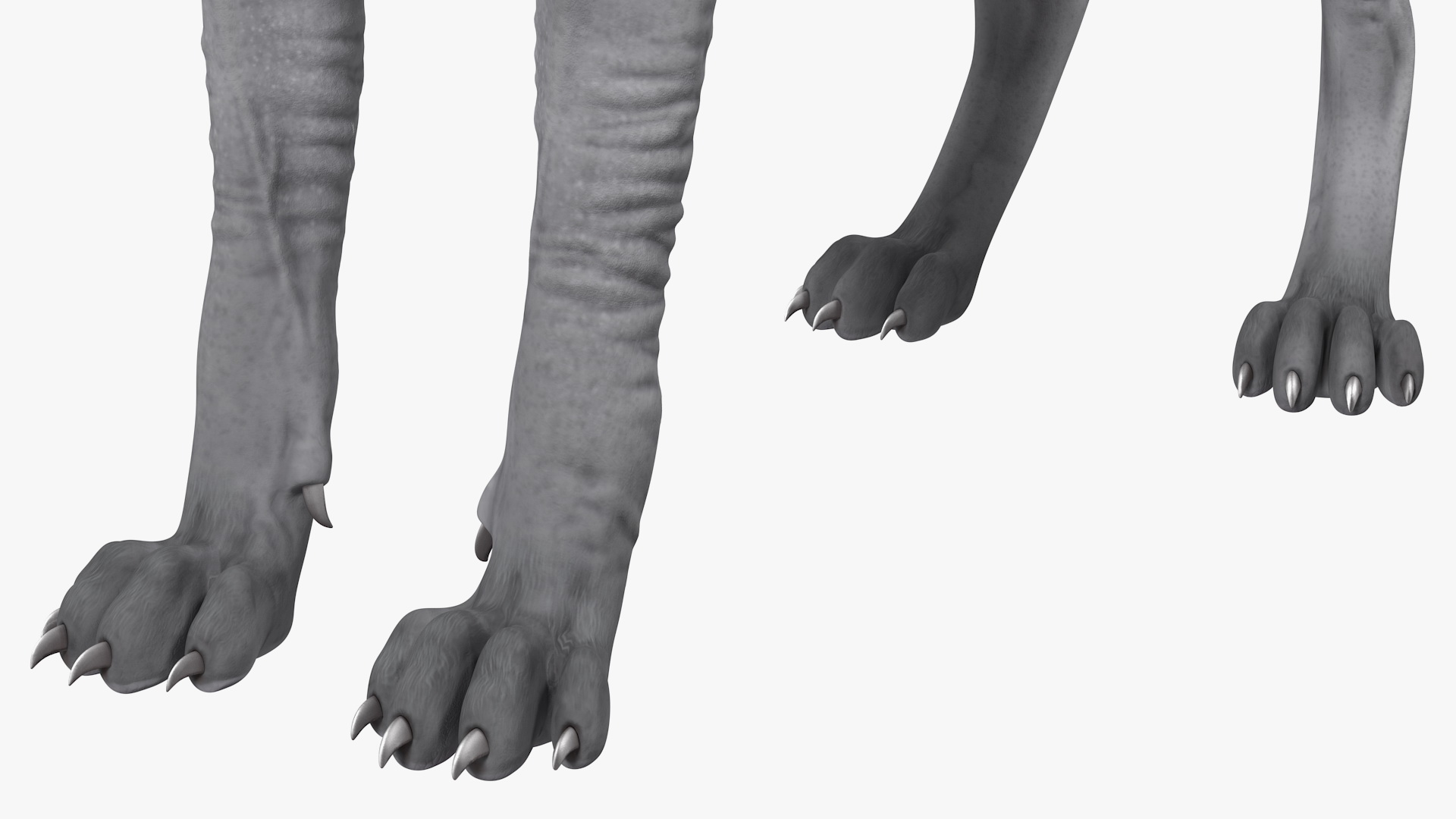 3D Sphynx Cat Solid Color Black model
