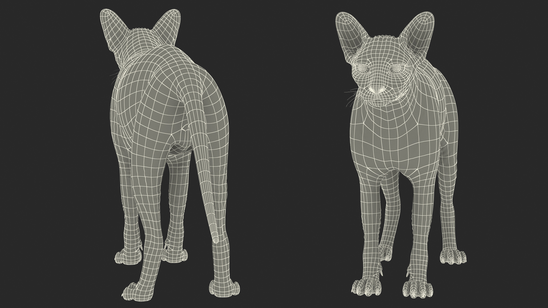 3D Sphynx Cat Solid Color Black model