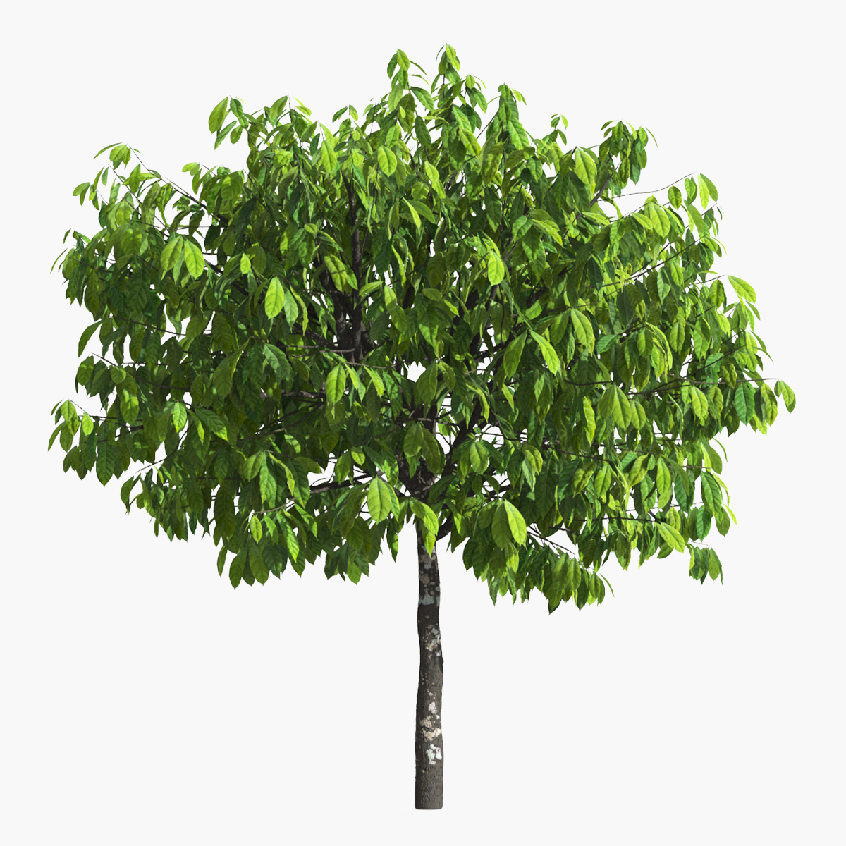 Theobroma Cacao Tree