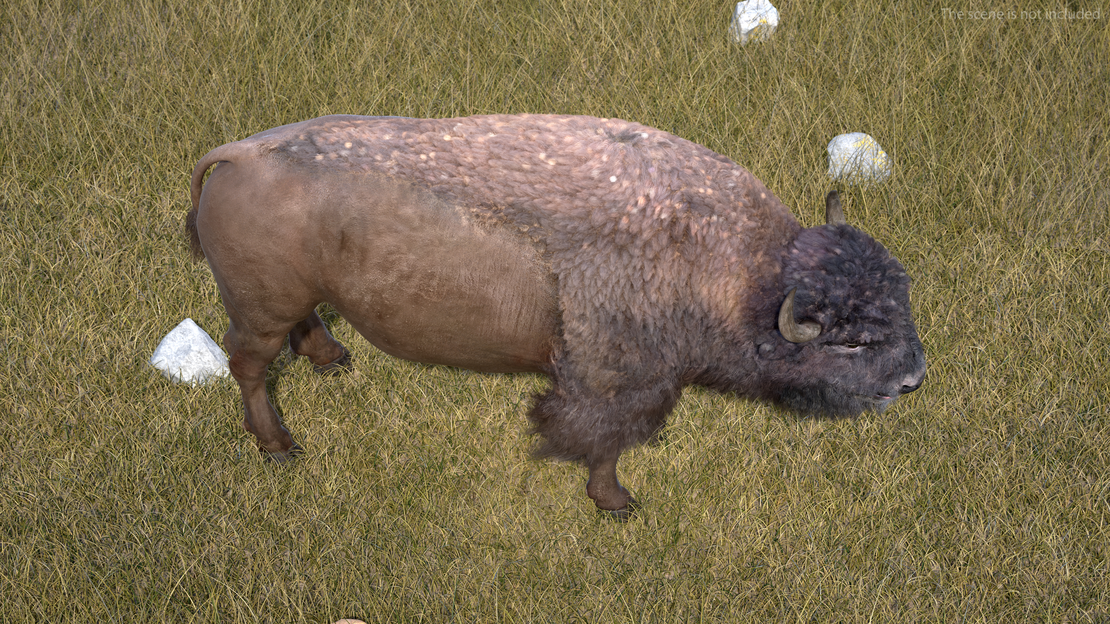 North American Bison with Fur 3D model