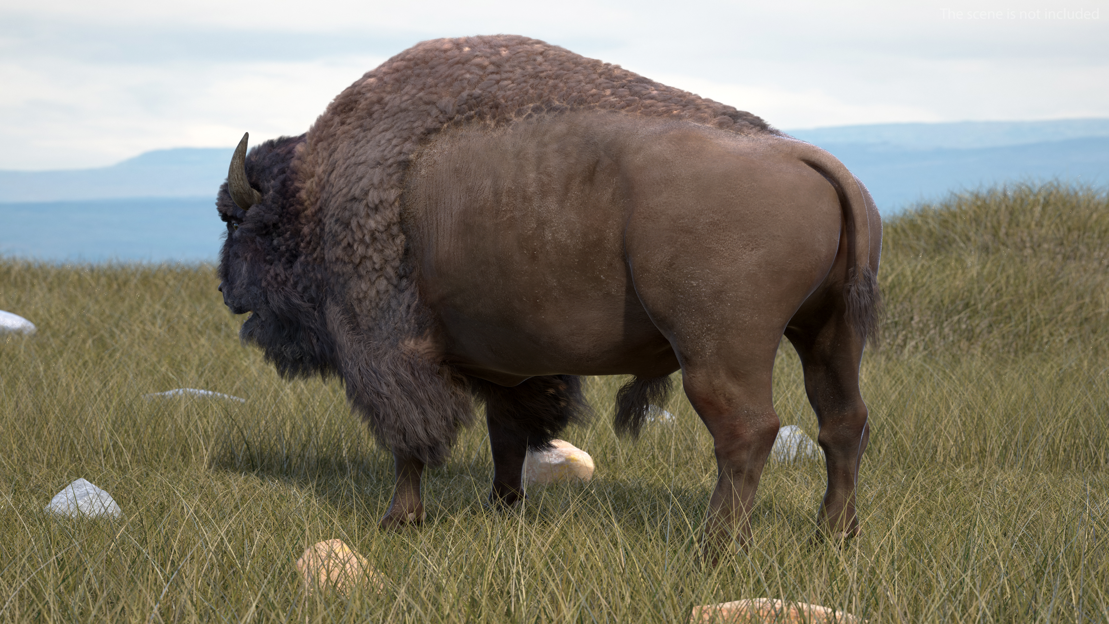North American Bison with Fur 3D model