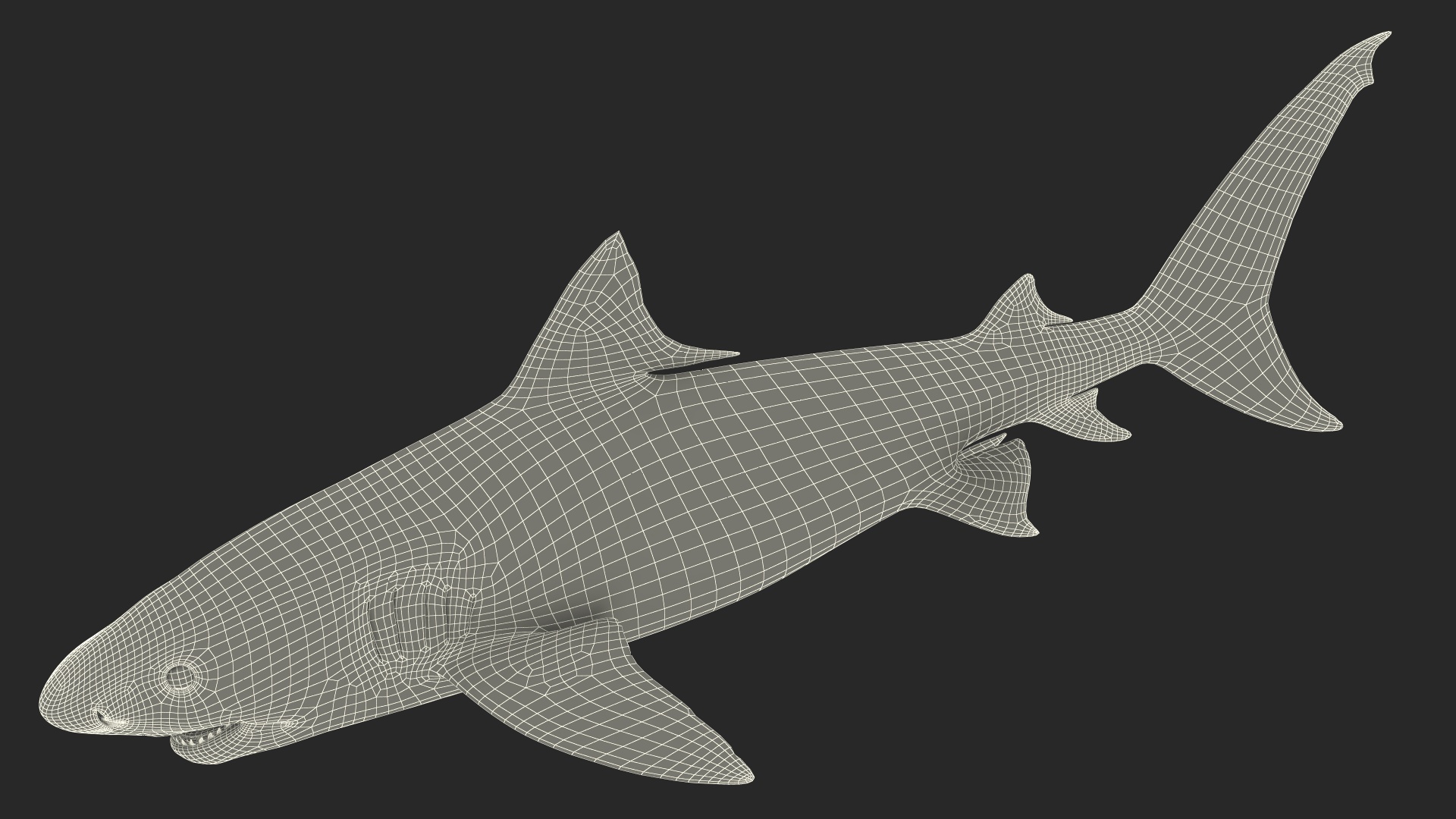 3D Tiger Shark
