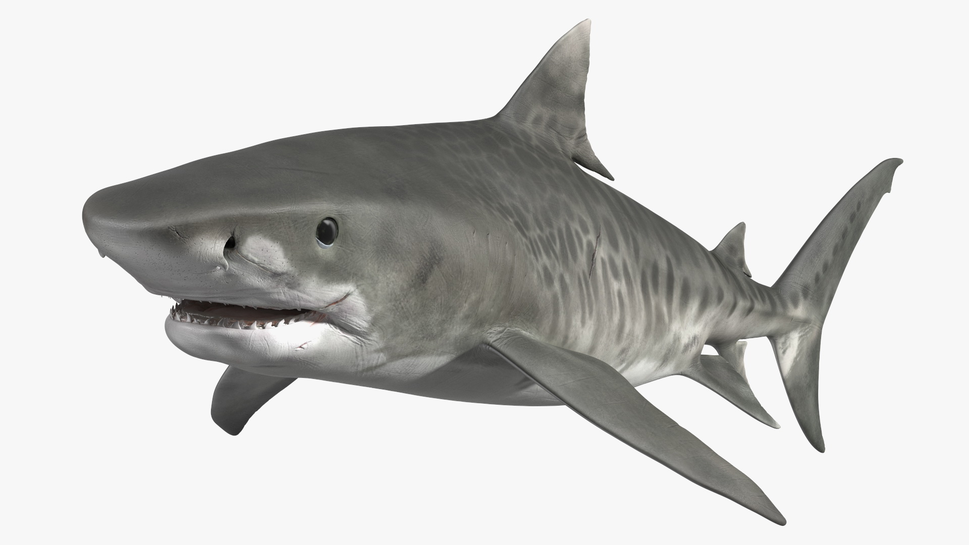 3D Tiger Shark