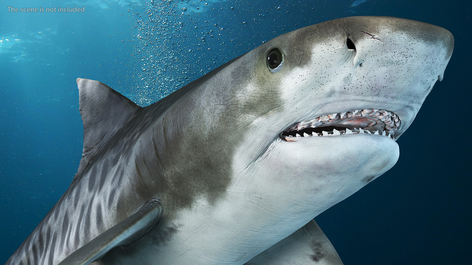 3D Tiger Shark