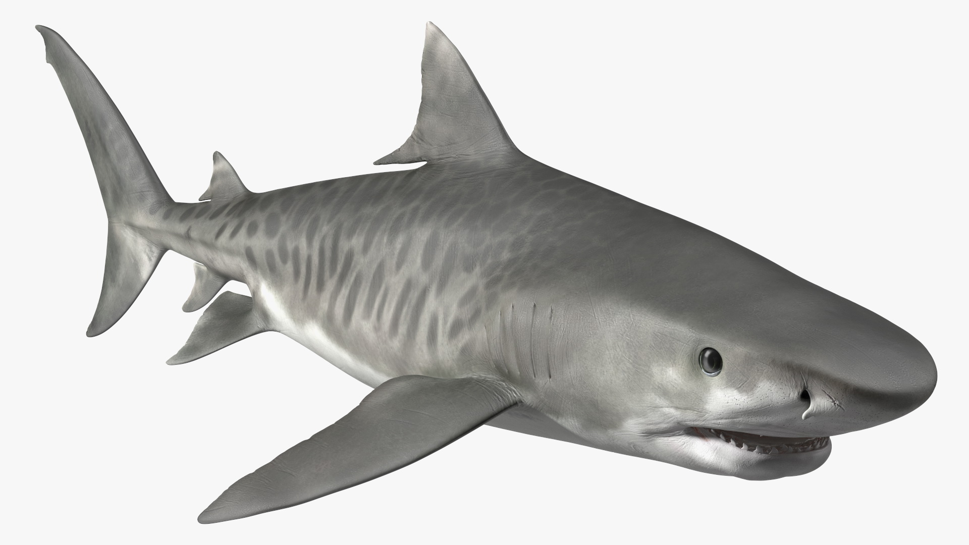 3D Tiger Shark