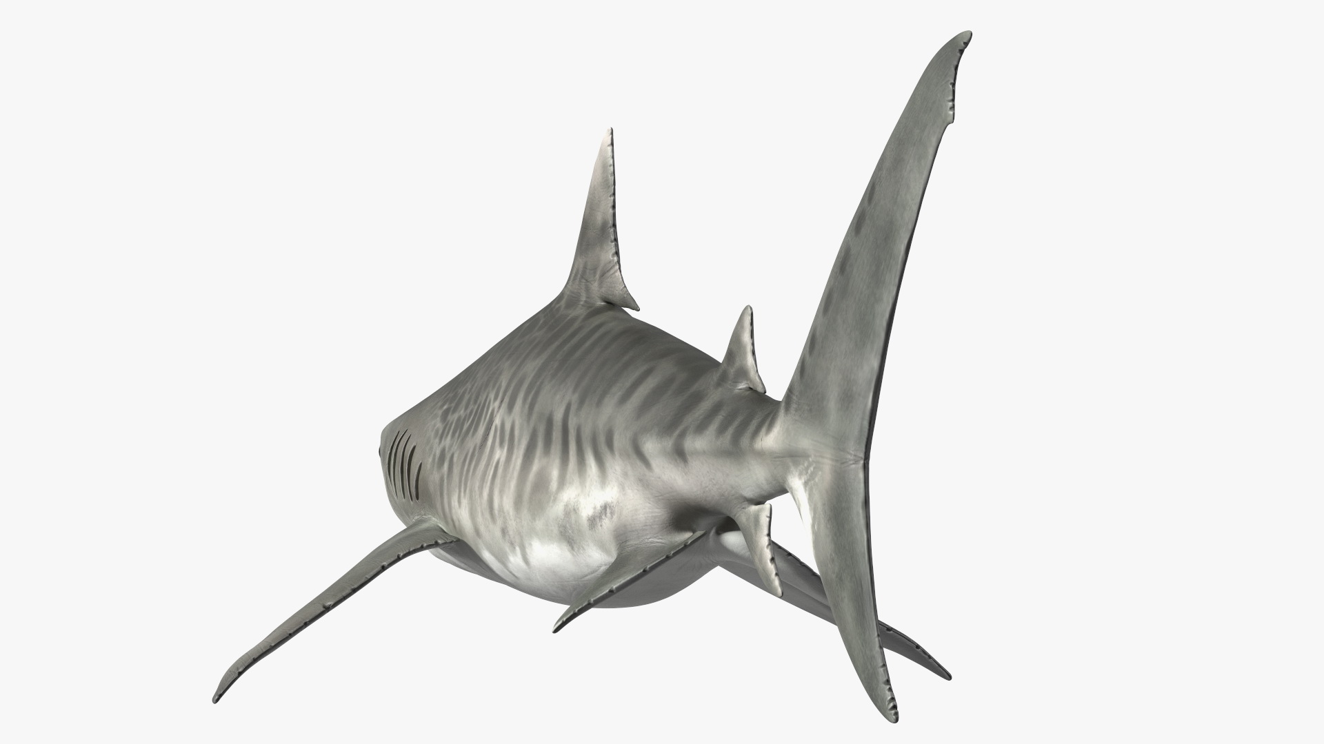 3D Tiger Shark