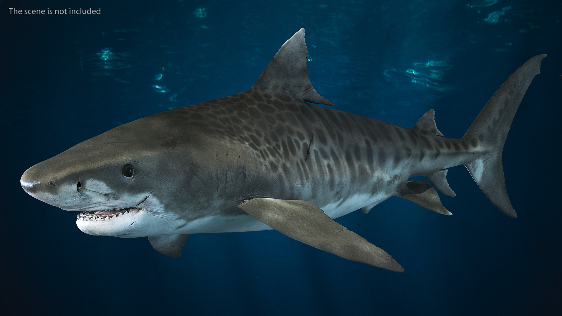 3D Tiger Shark
