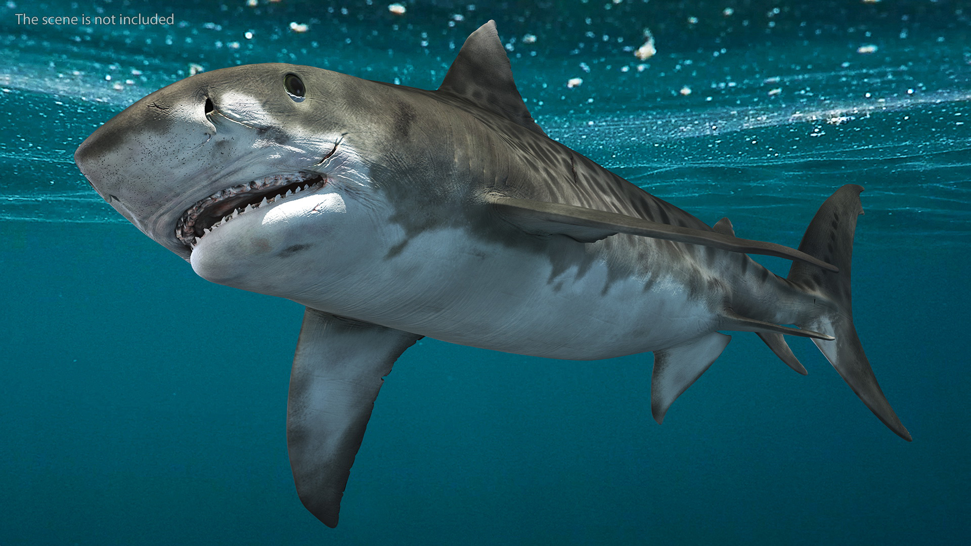 3D Tiger Shark