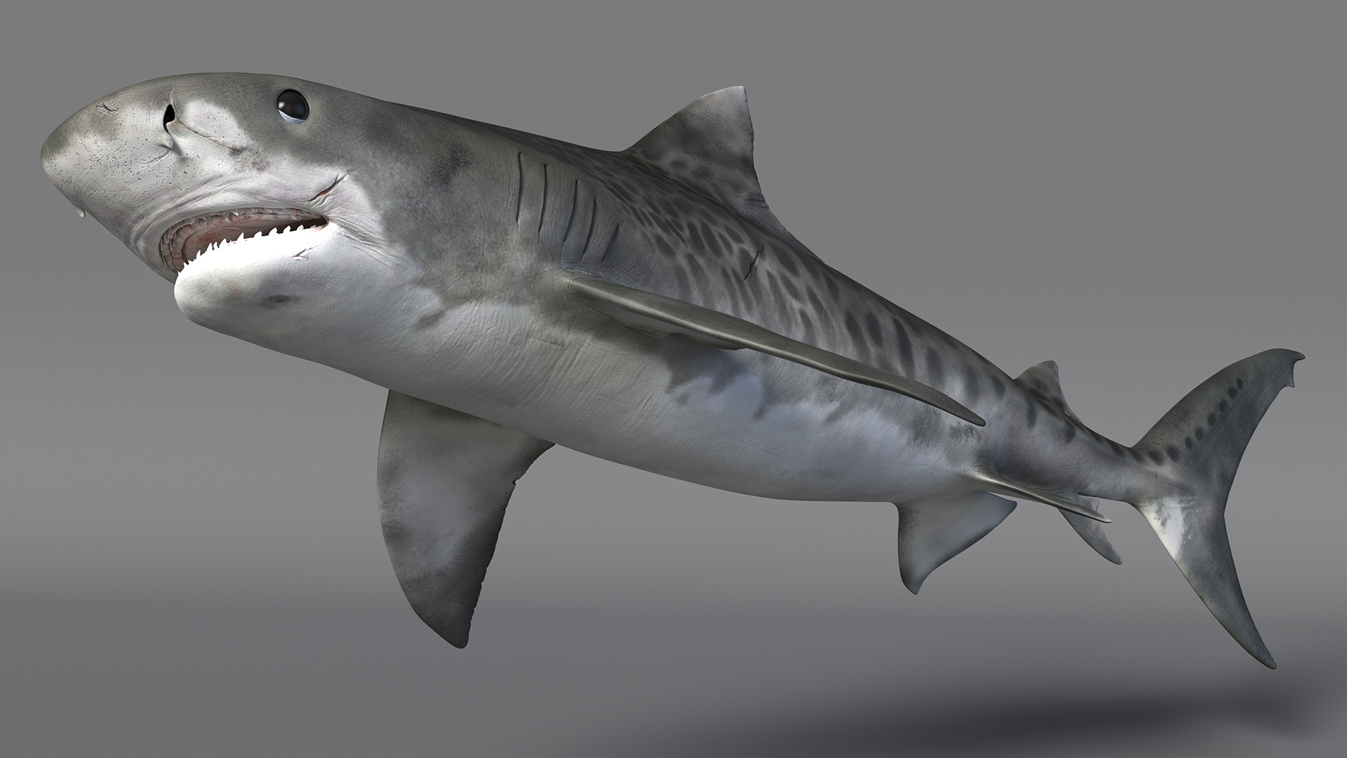 3D Tiger Shark