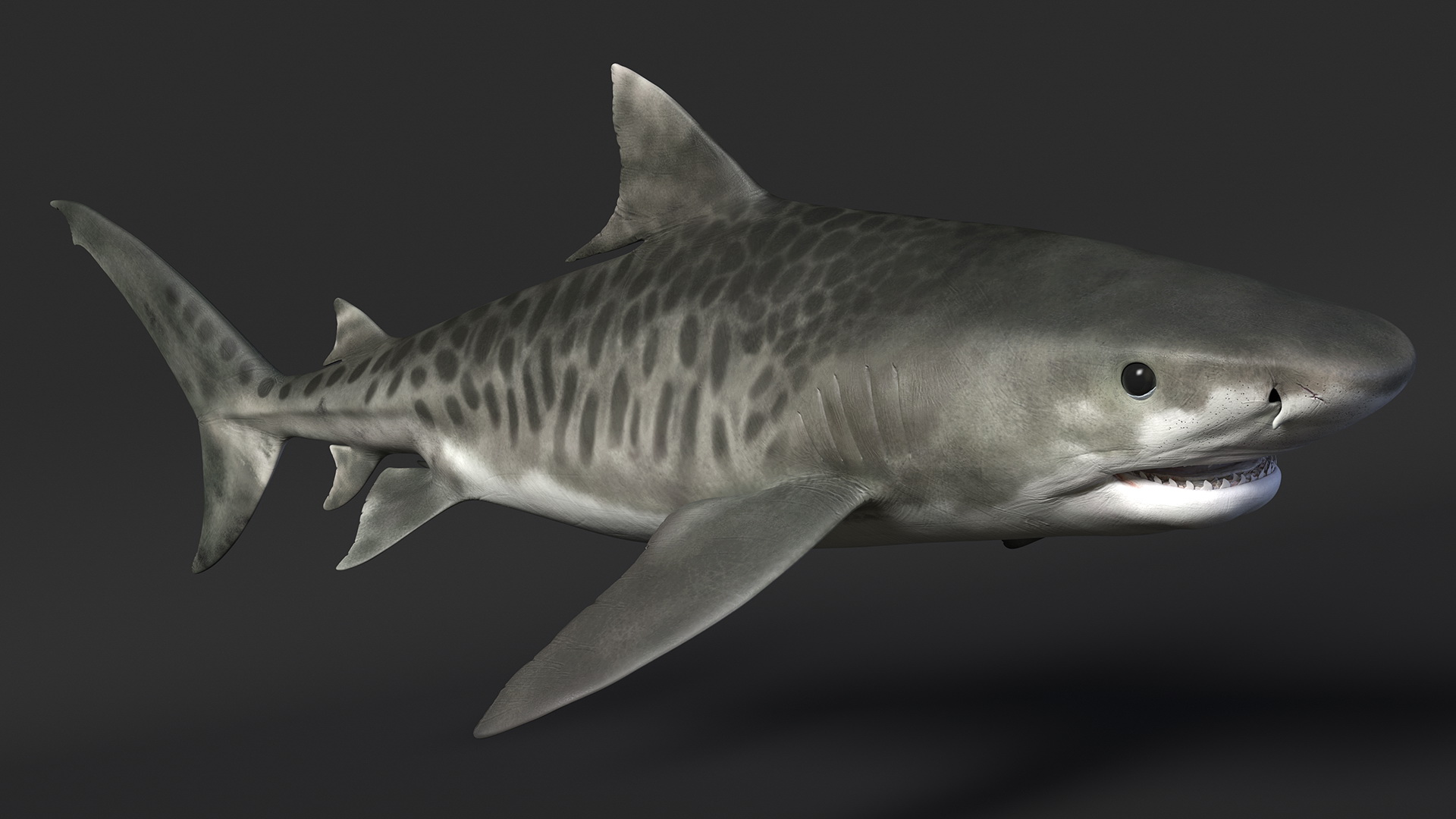3D Tiger Shark