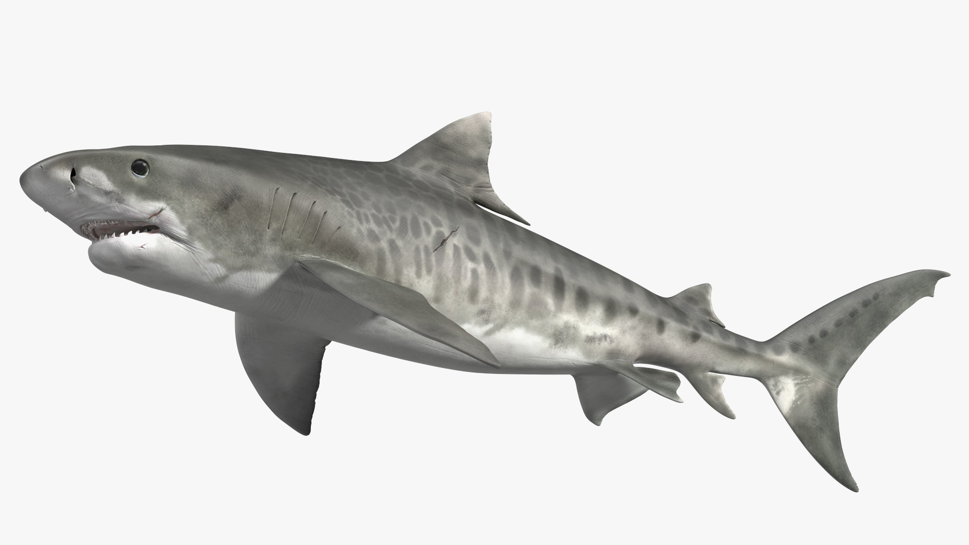 3D Tiger Shark