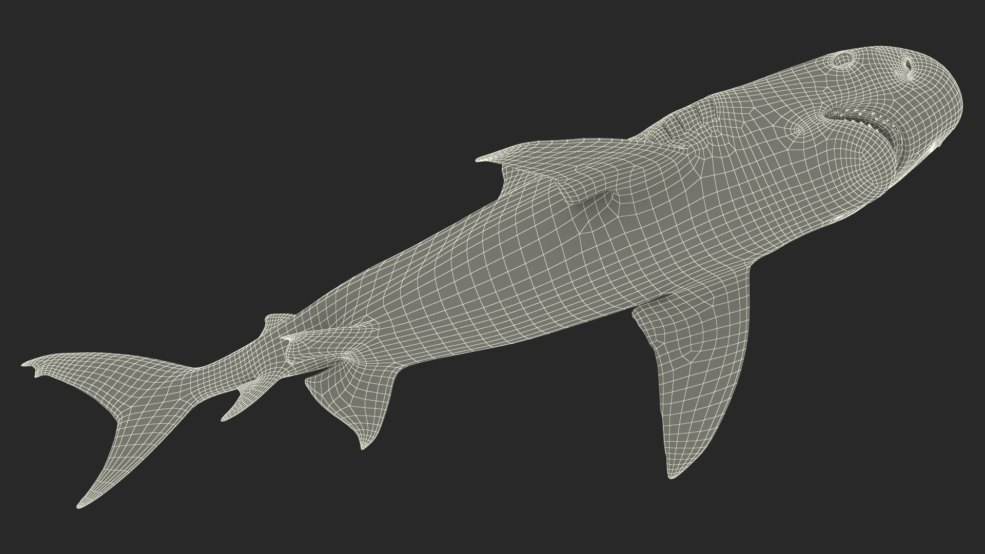 3D Tiger Shark