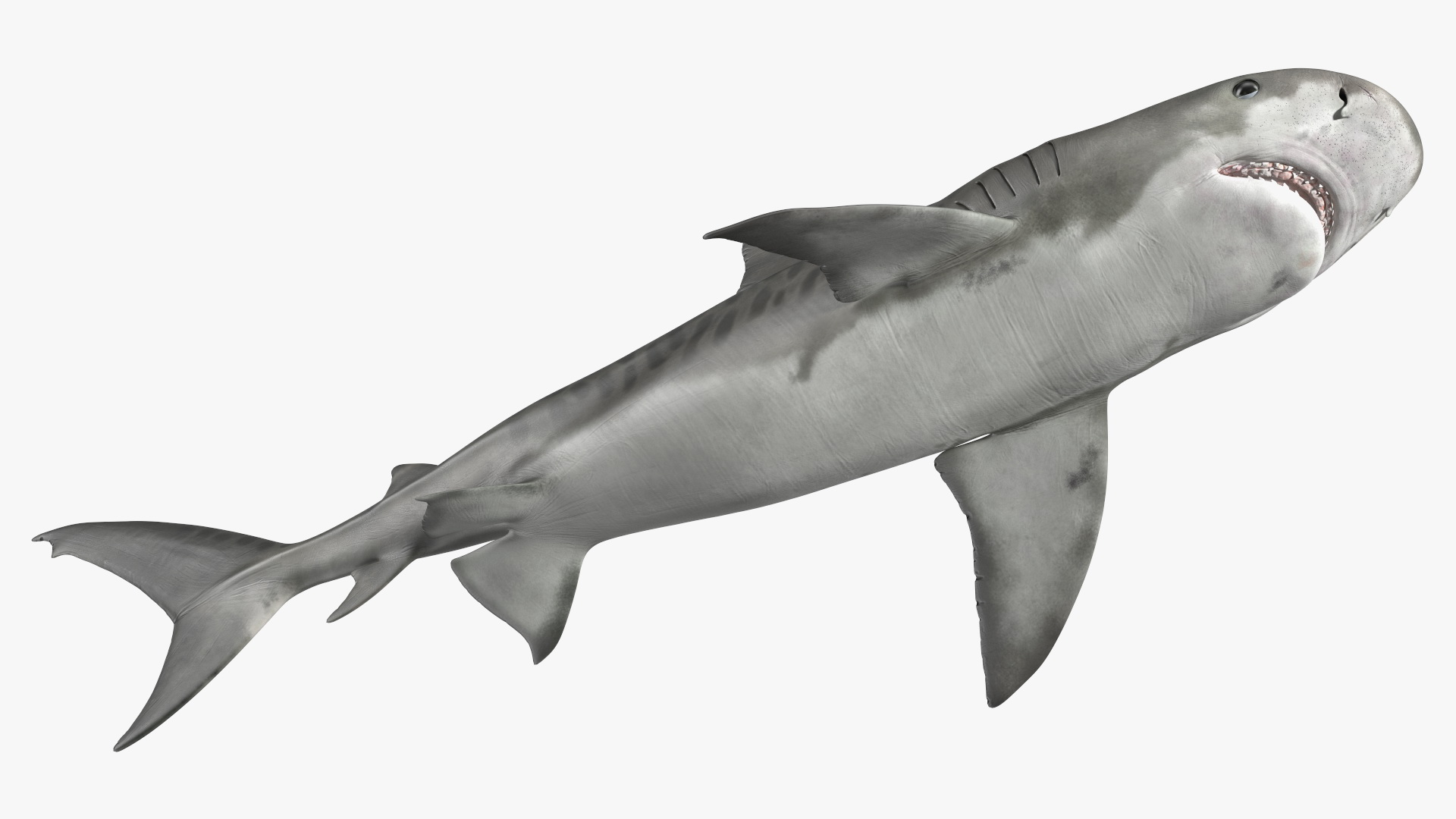 3D Tiger Shark