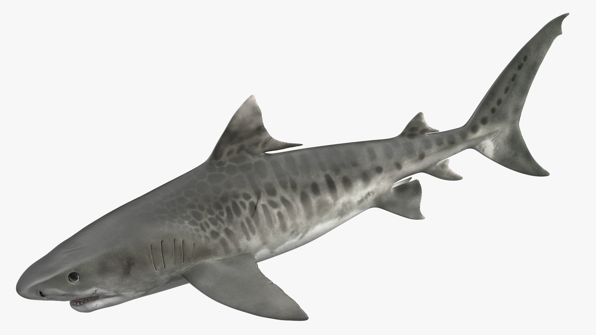 3D Tiger Shark