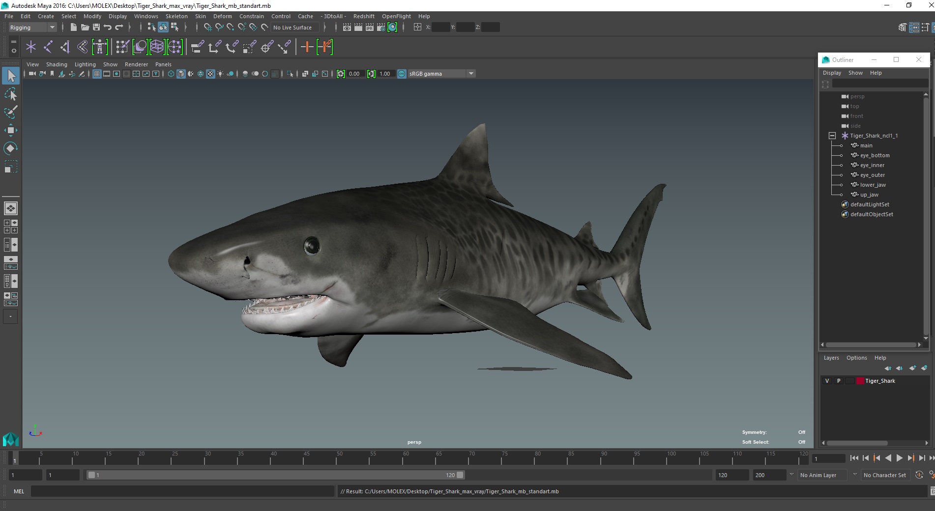 3D Tiger Shark
