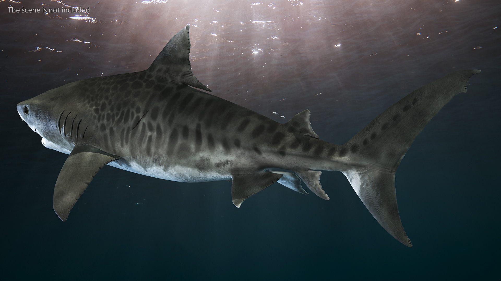 3D Tiger Shark
