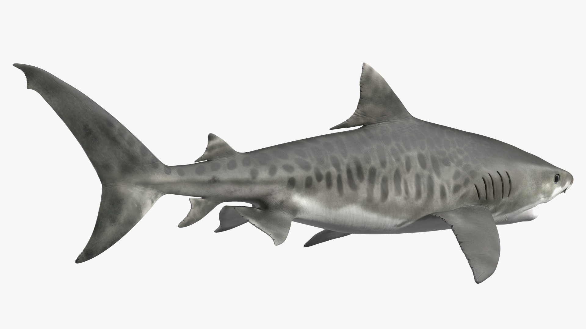 3D Tiger Shark