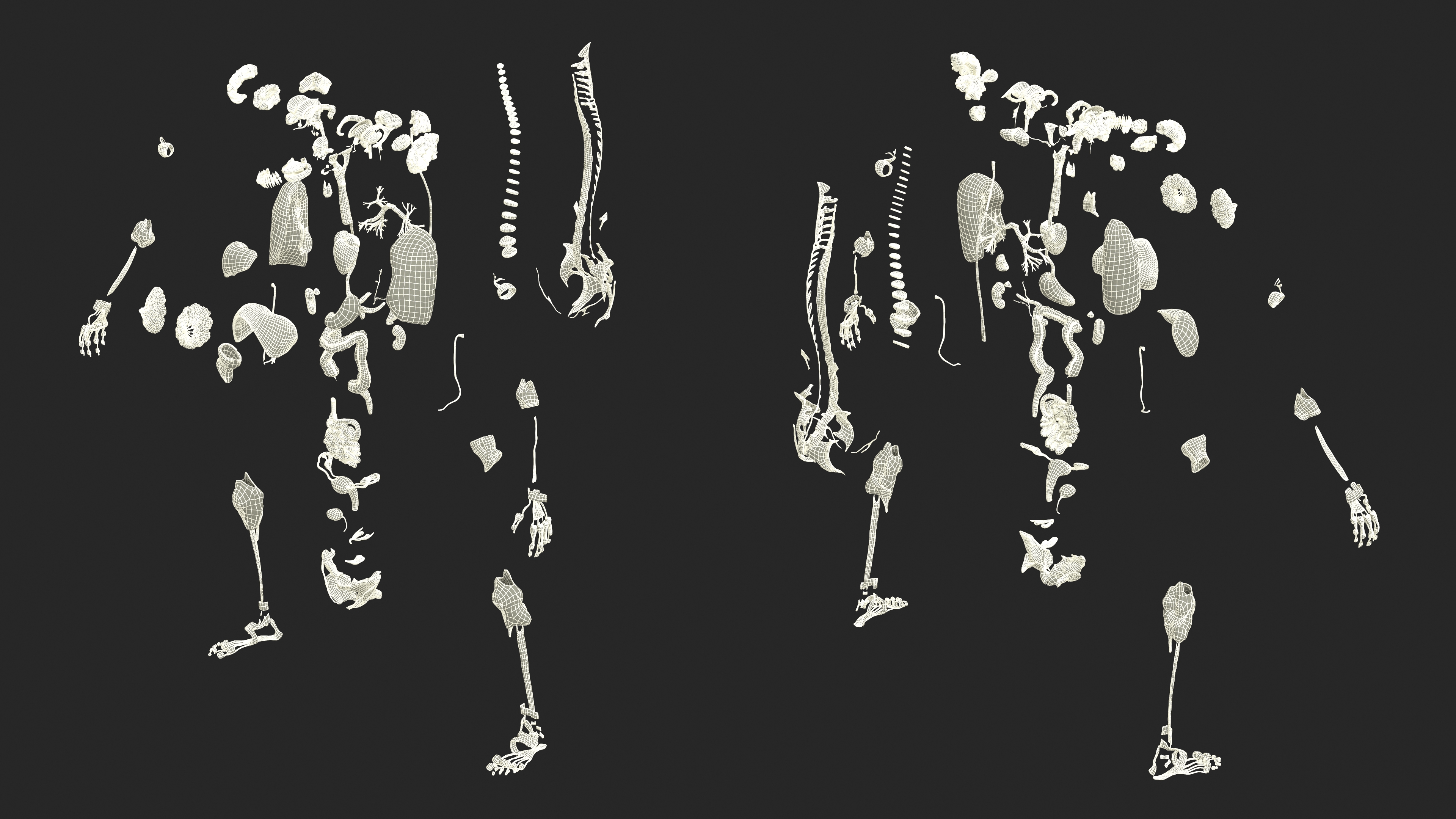 Realistic Female Full Anatomy 3D model