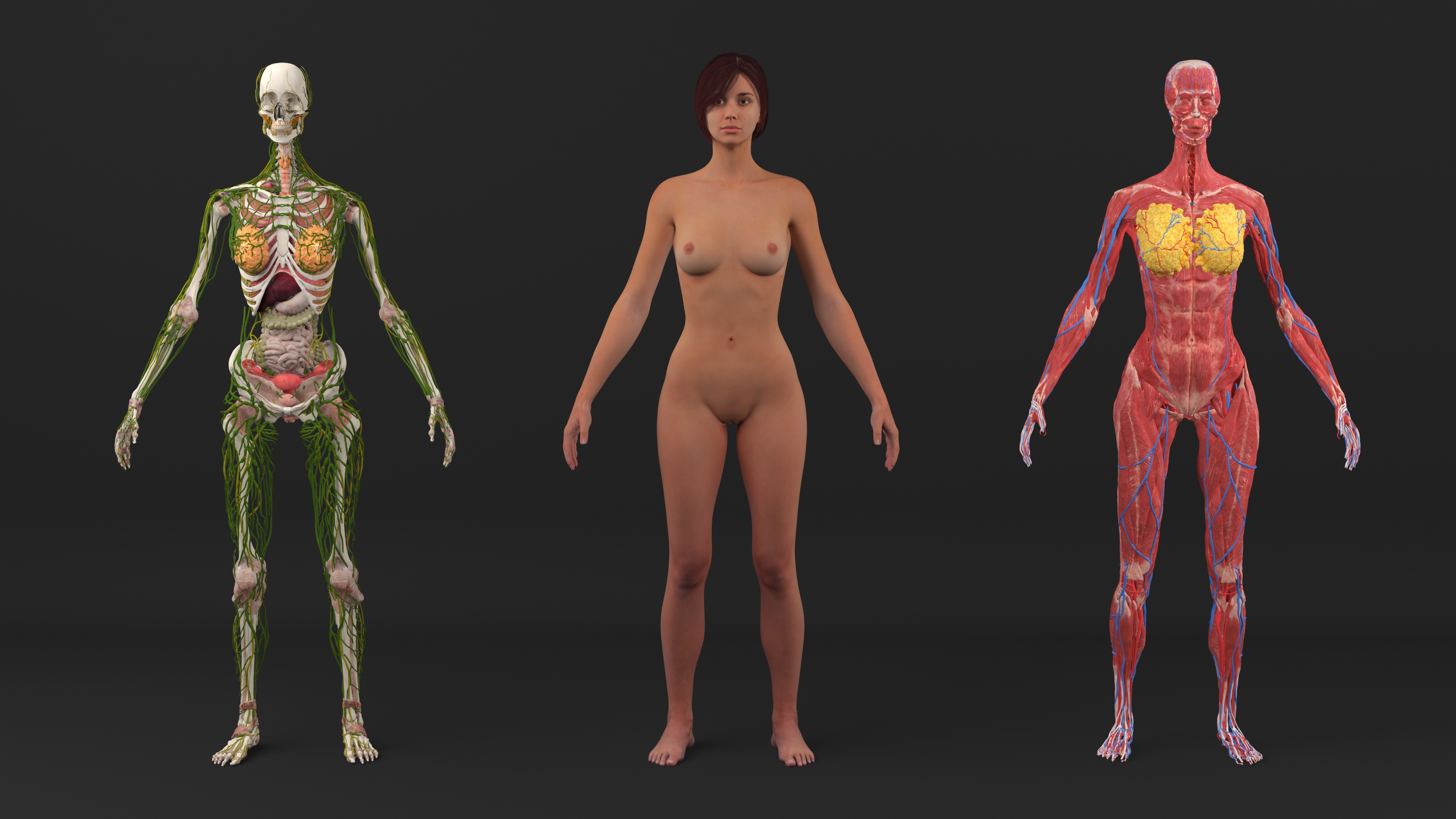 Realistic Female Full Anatomy 3D model