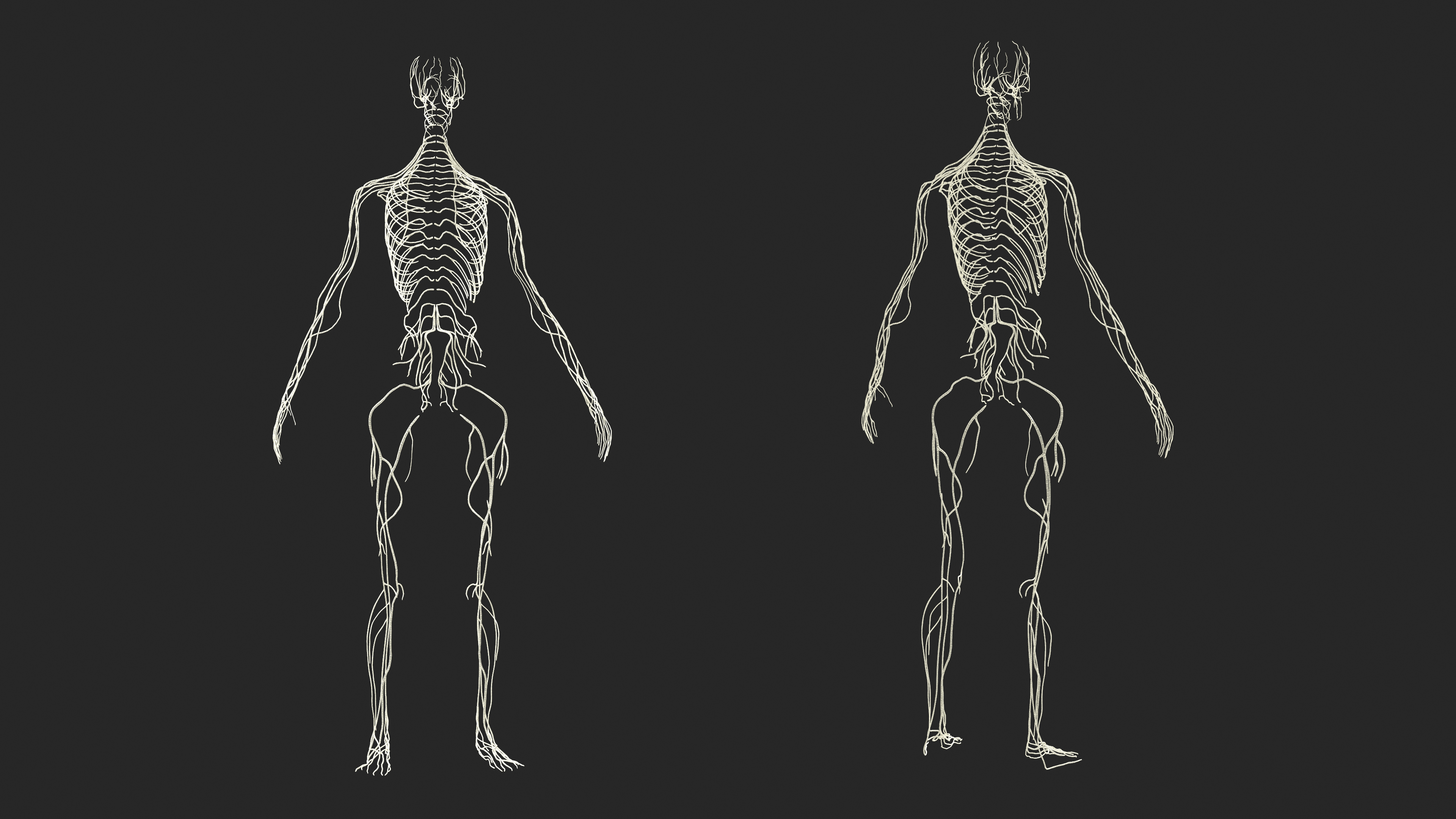 Realistic Female Full Anatomy 3D model