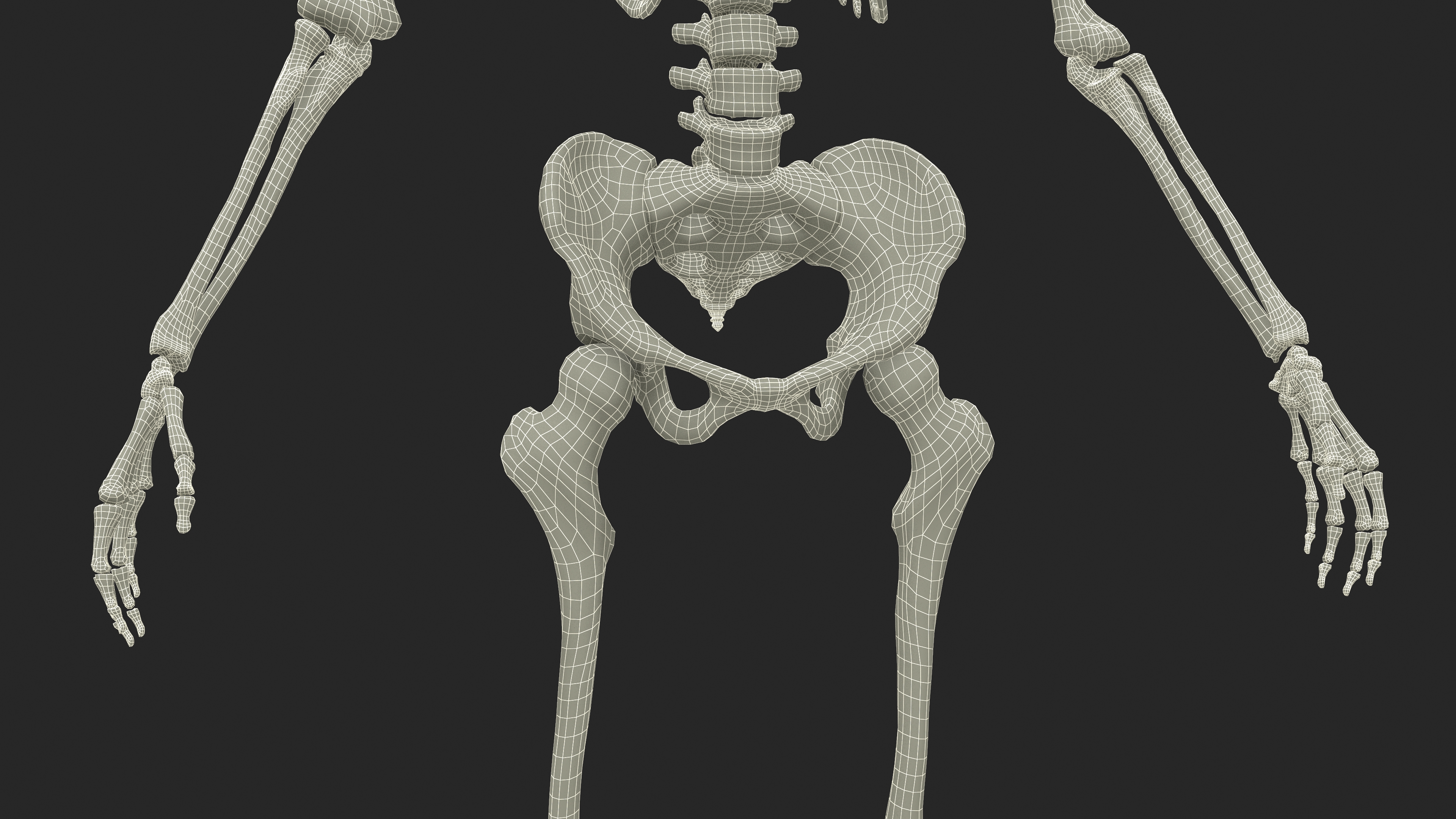 Realistic Female Full Anatomy 3D model