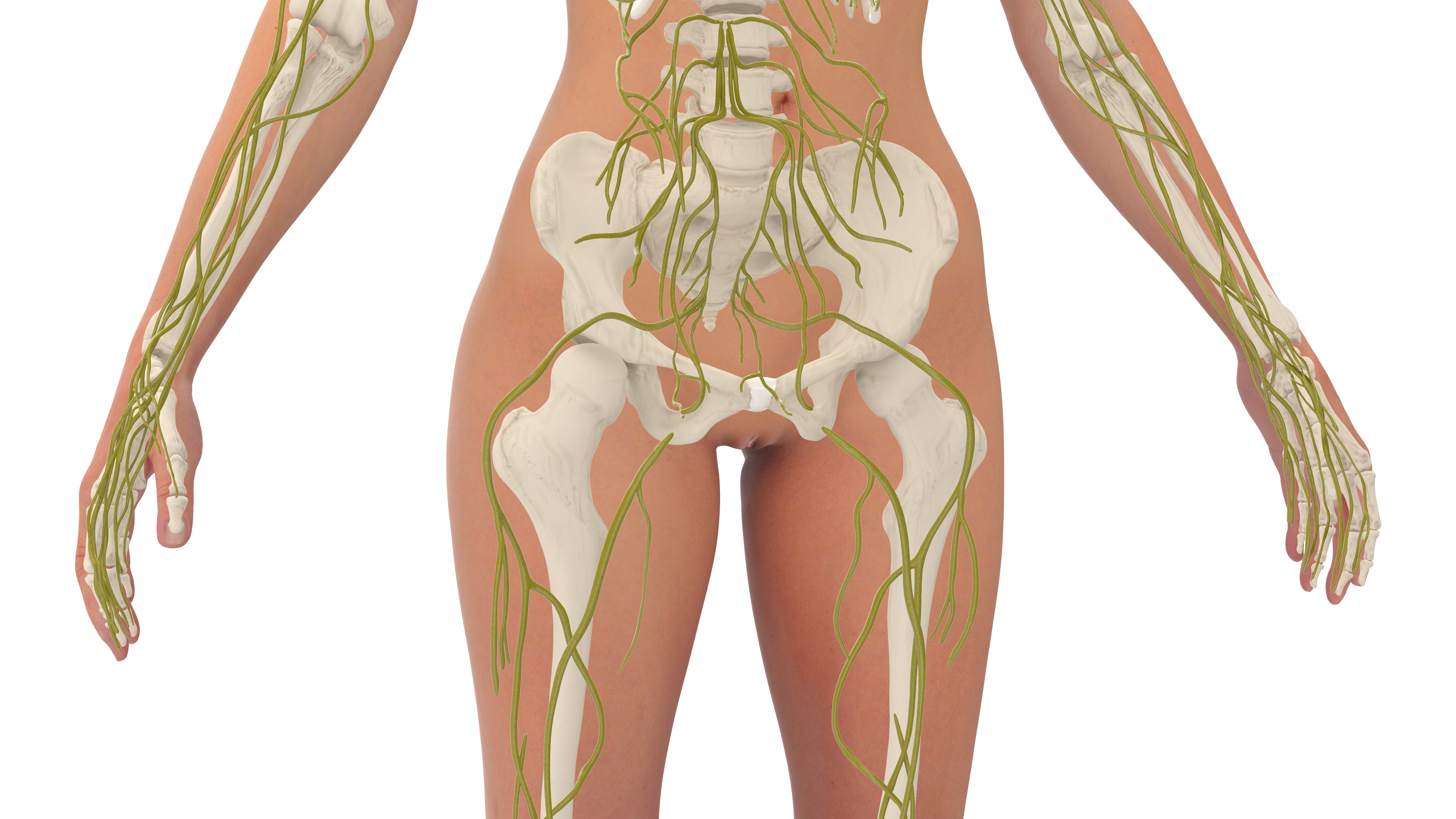 Realistic Female Full Anatomy 3D model