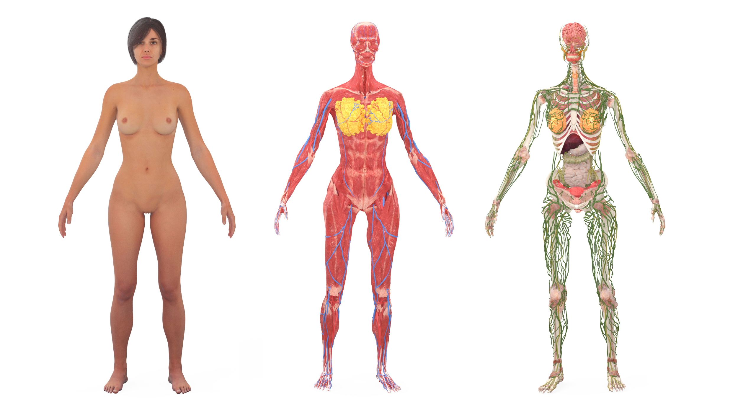 Realistic Female Full Anatomy 3D model
