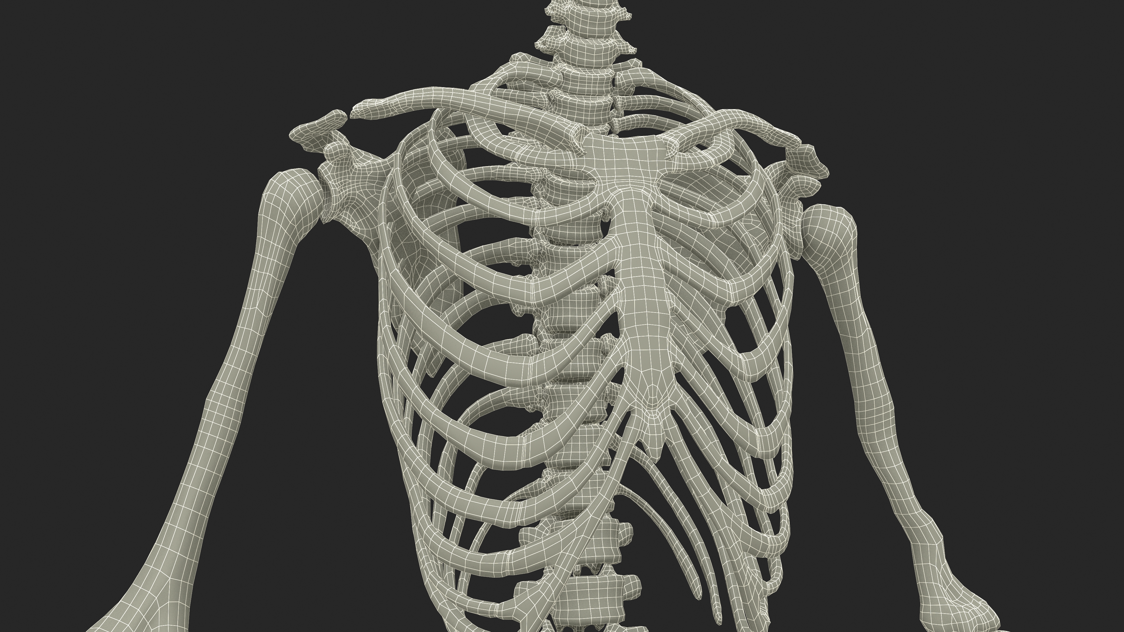 Realistic Female Full Anatomy 3D model