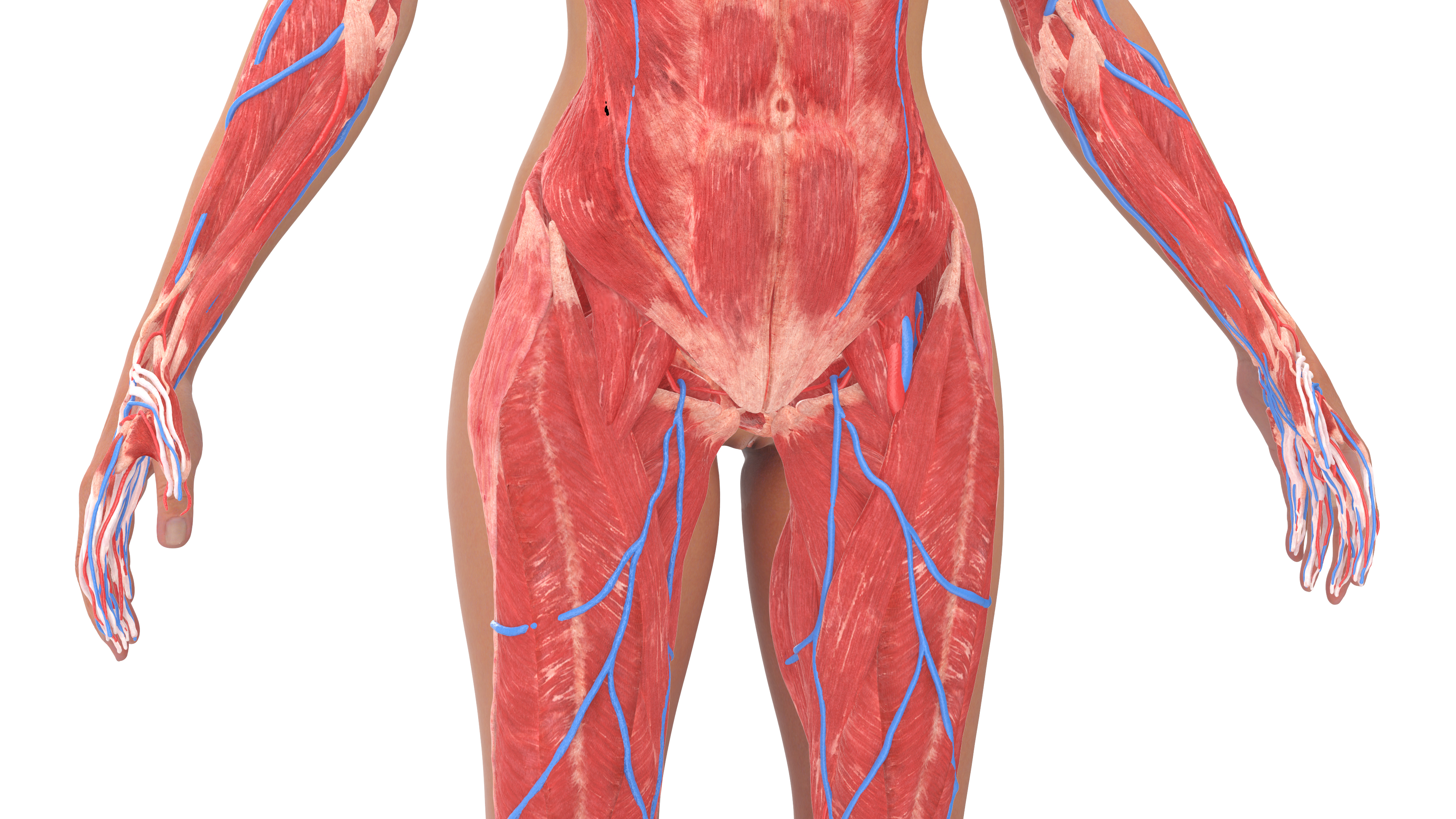 Realistic Female Full Anatomy 3D model