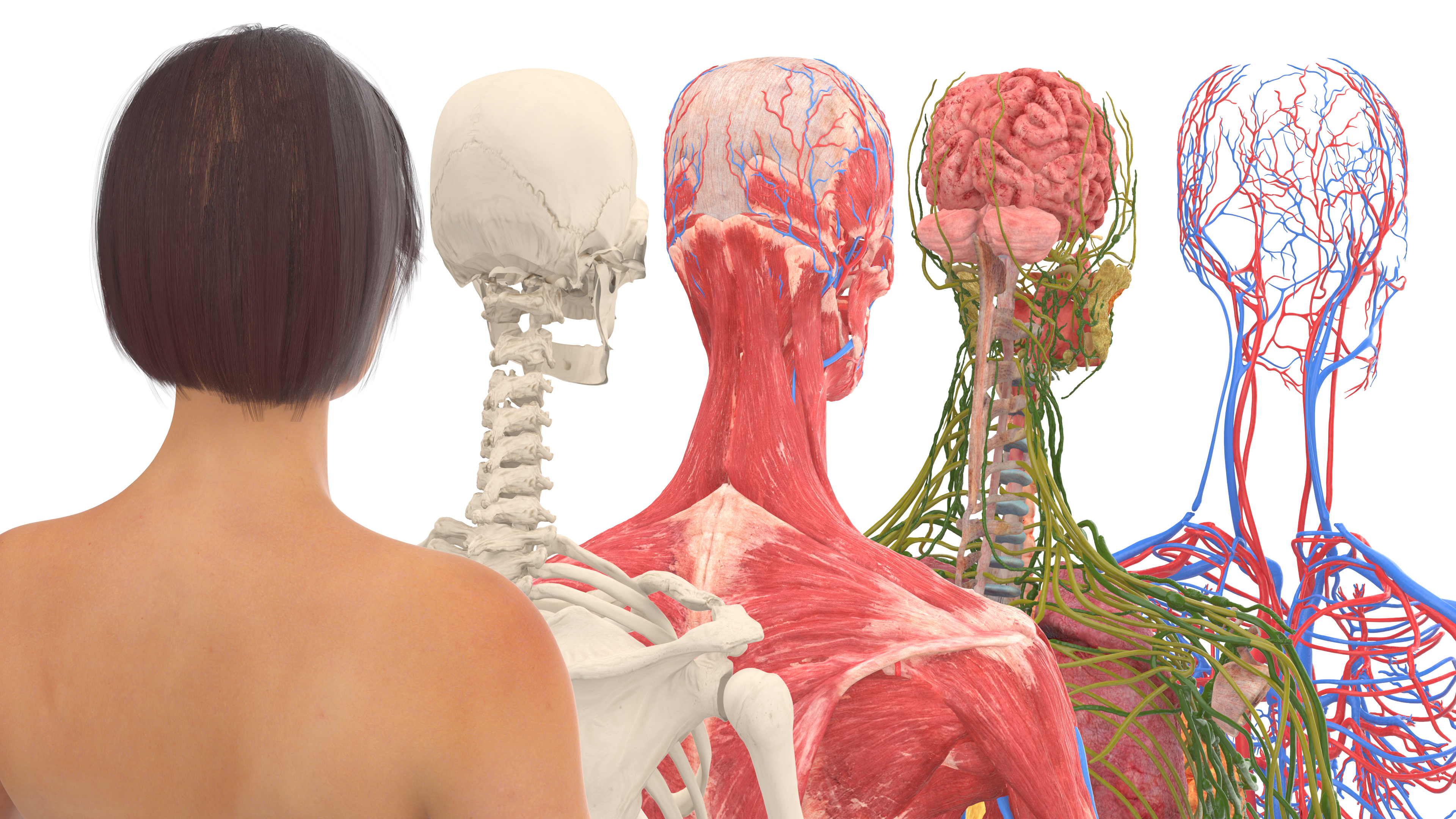 Realistic Female Full Anatomy 3D model
