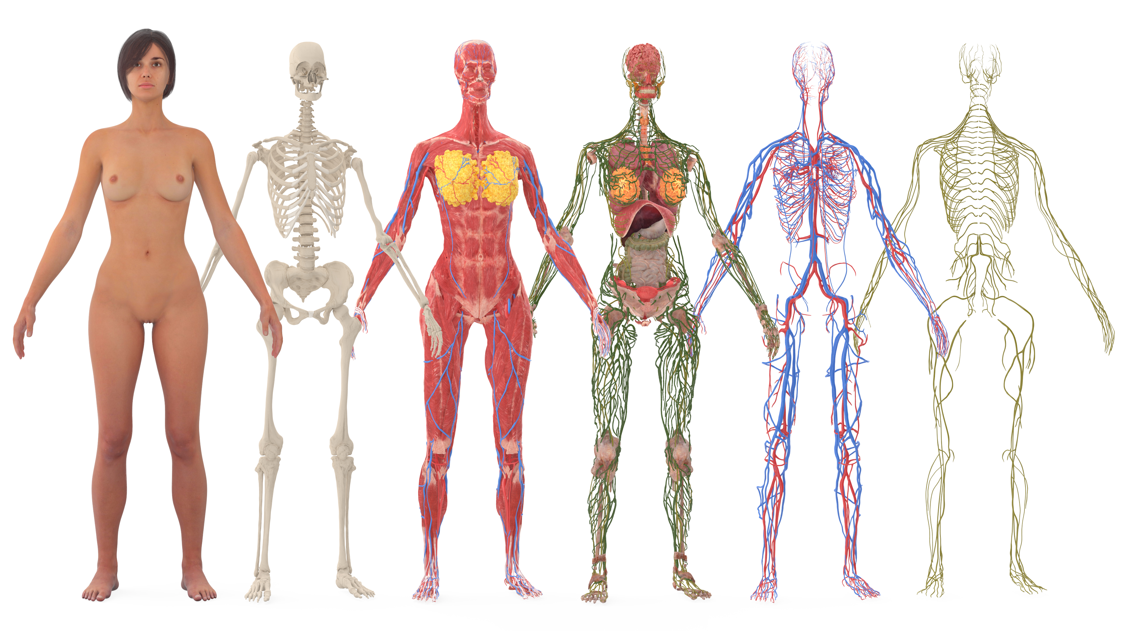 Realistic Female Full Anatomy 3D model