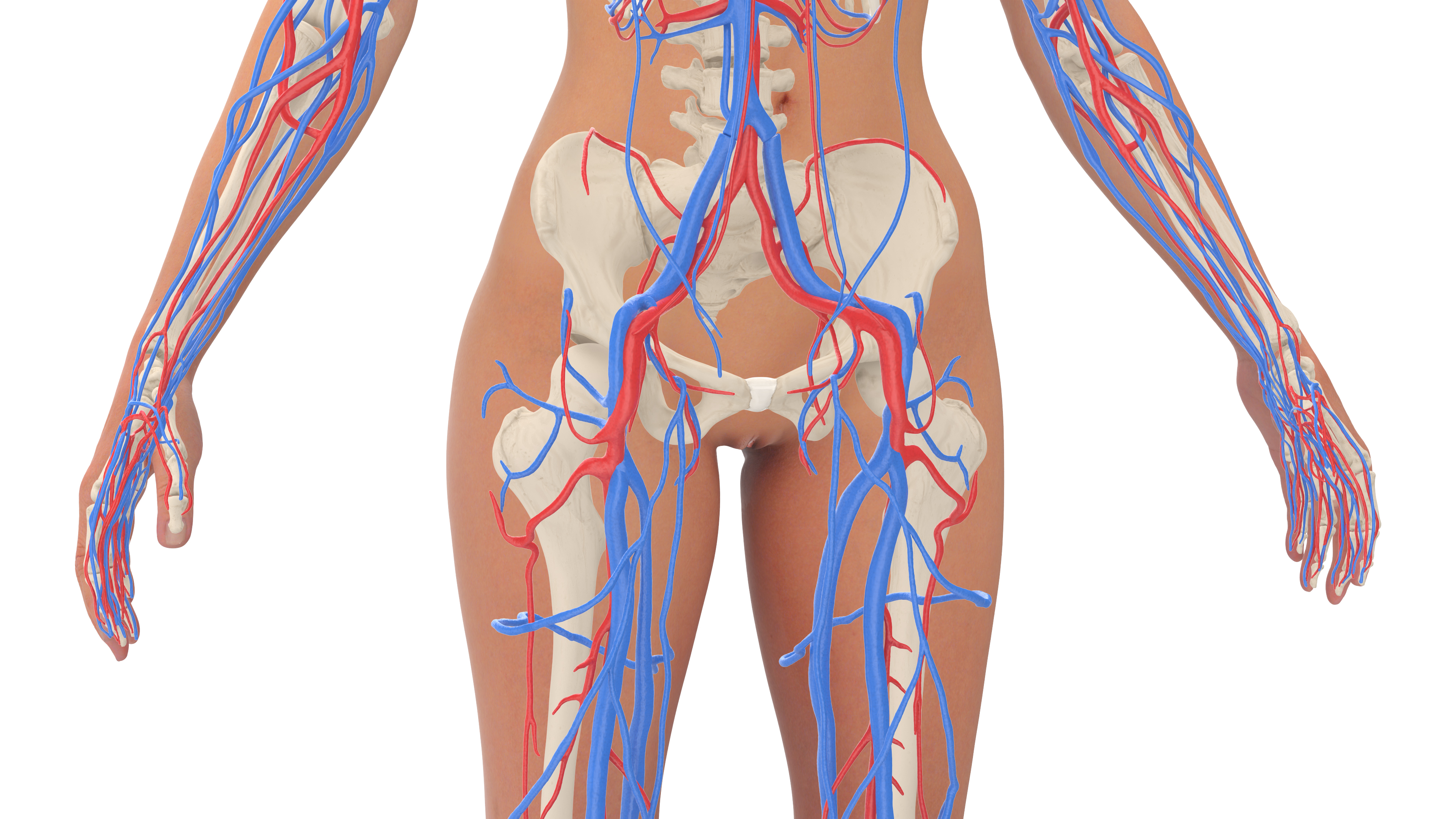 Realistic Female Full Anatomy 3D model