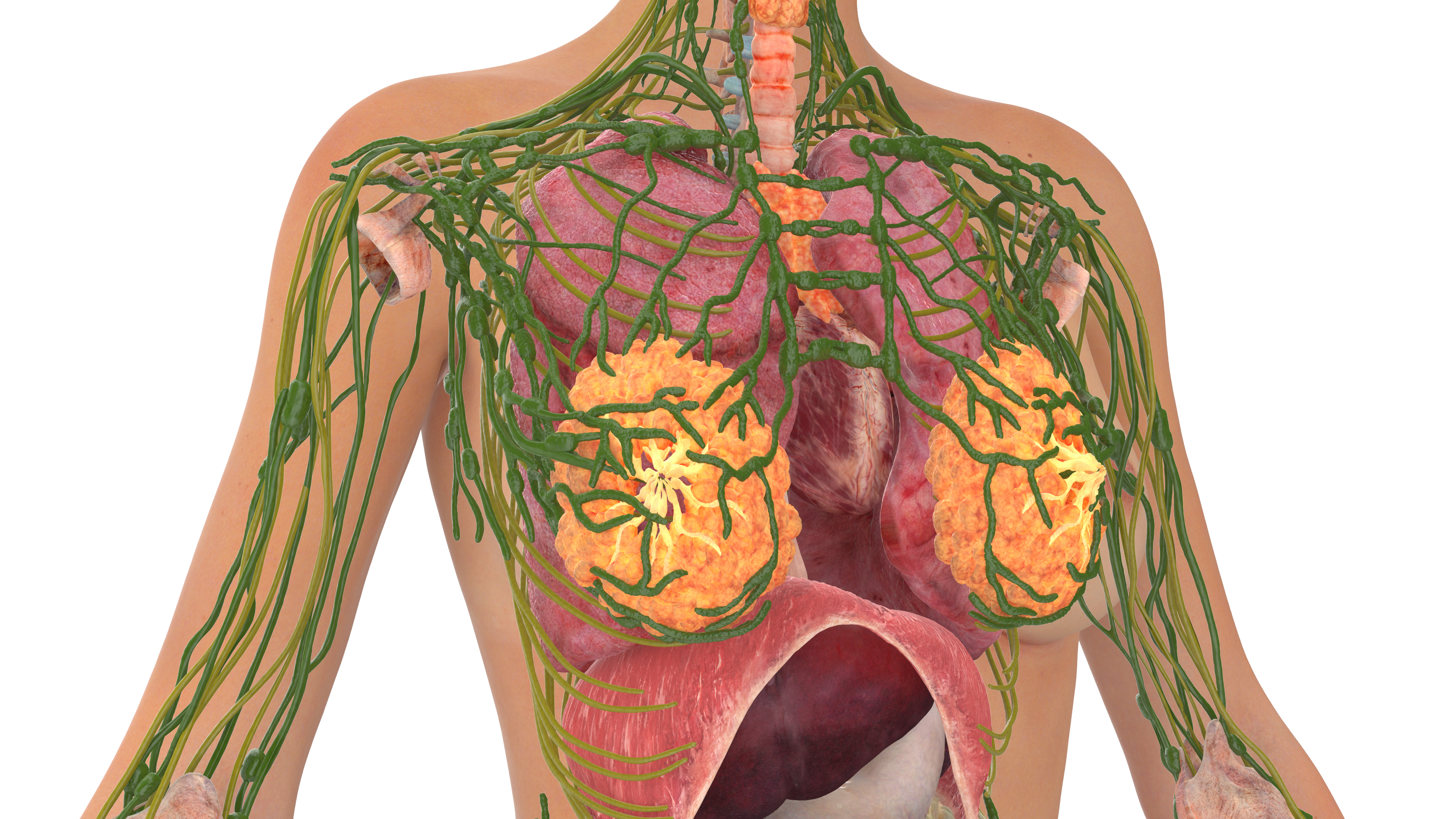 Realistic Female Full Anatomy 3D model