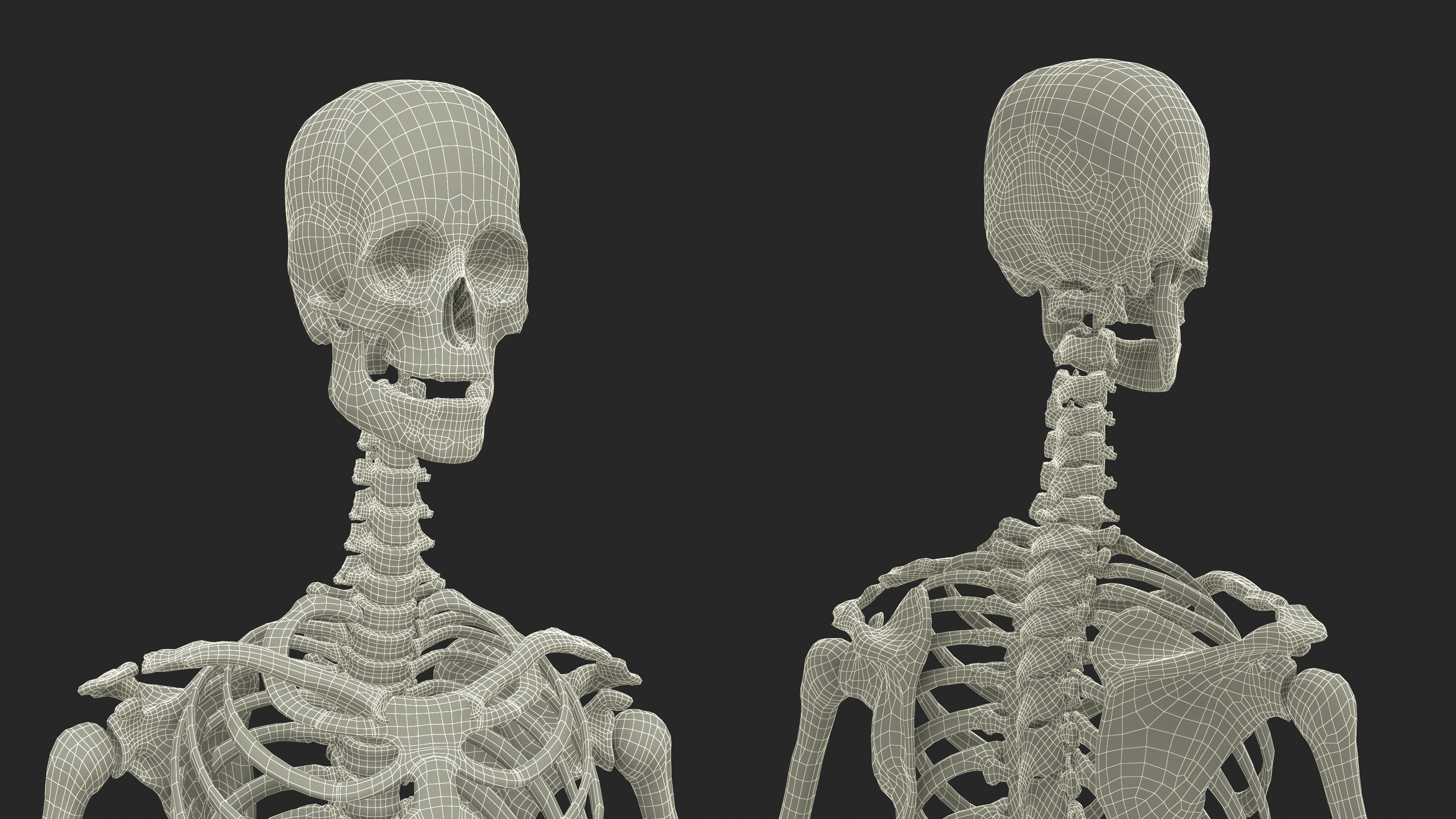 Realistic Female Full Anatomy 3D model