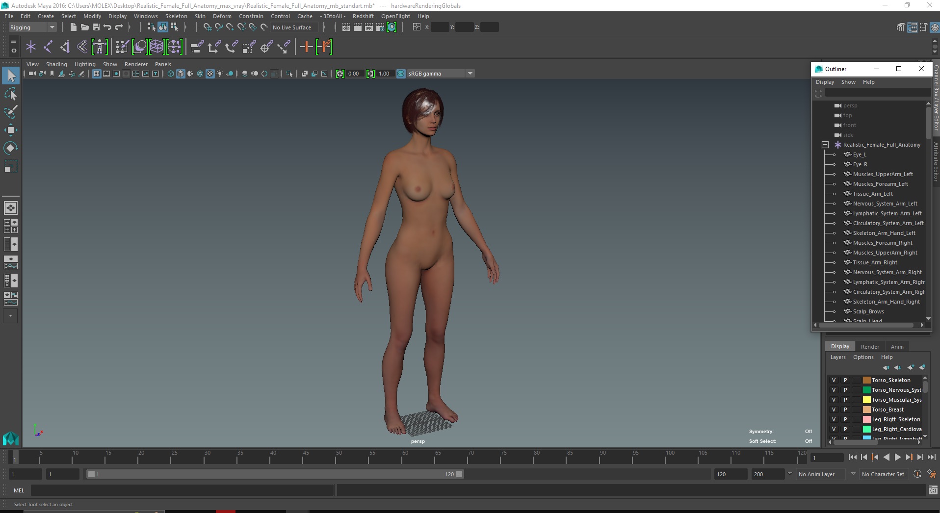 Realistic Female Full Anatomy 3D model