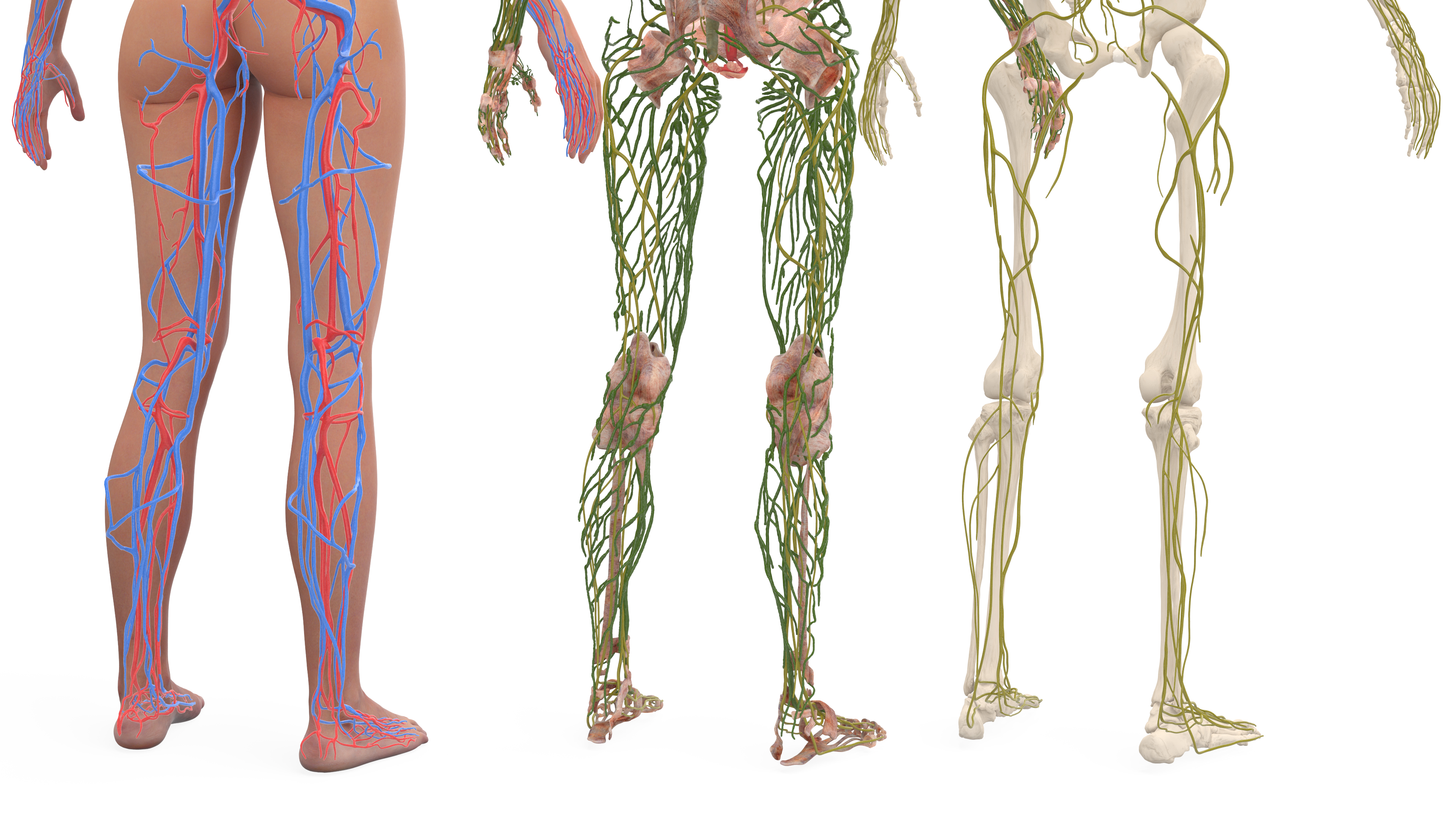 Realistic Female Full Anatomy 3D model