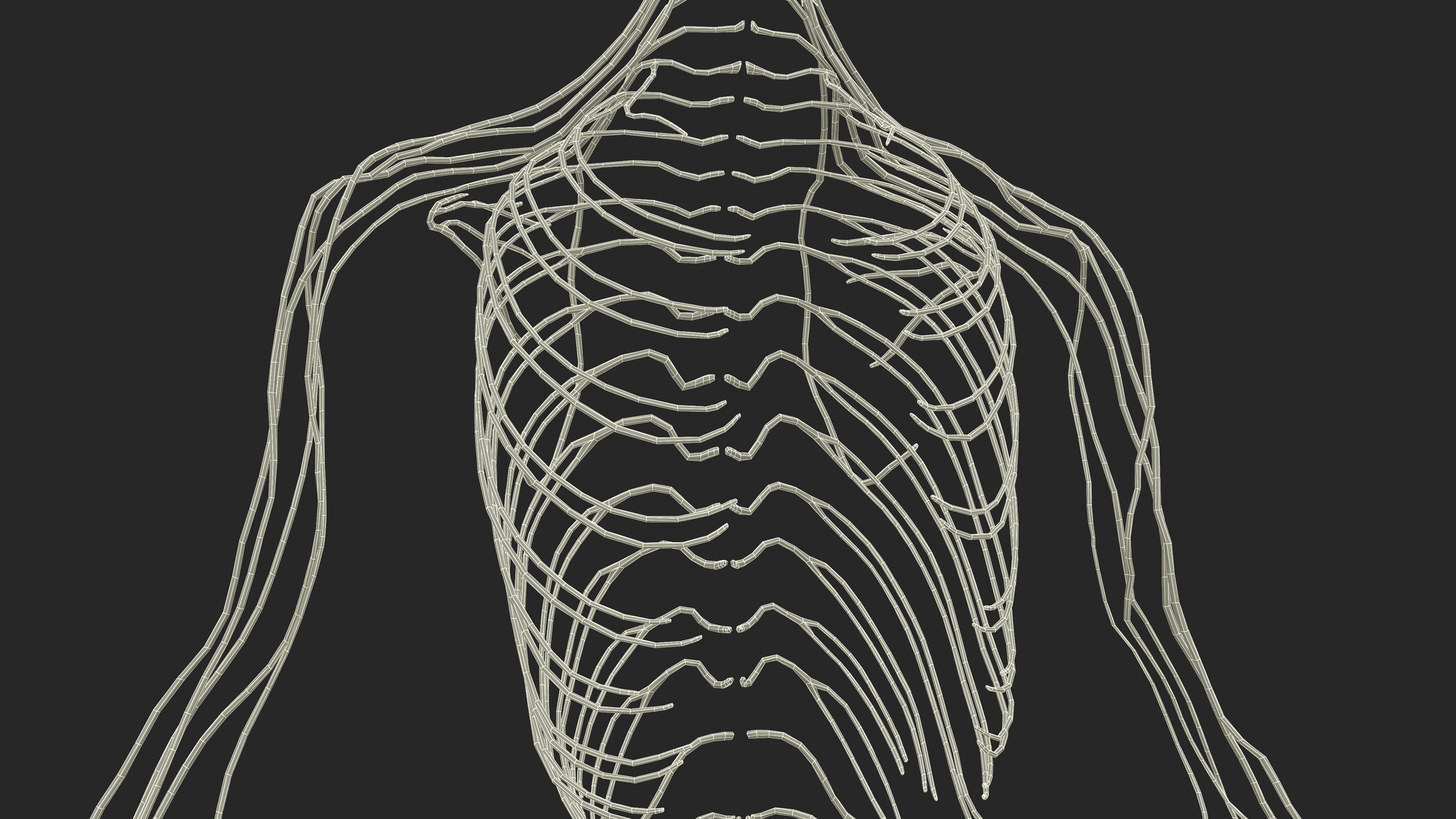 Realistic Female Full Anatomy 3D model