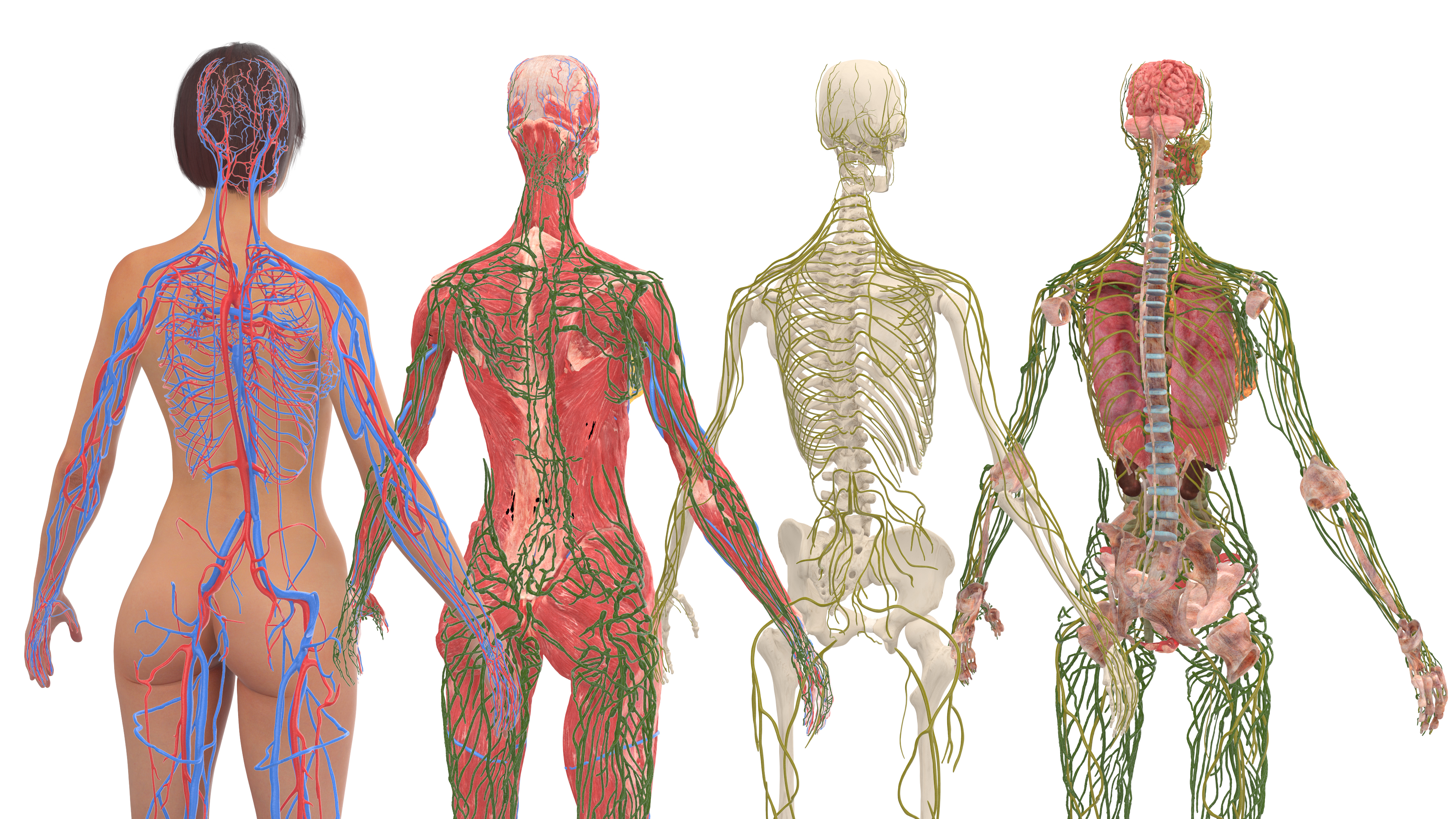 Realistic Female Full Anatomy 3D model