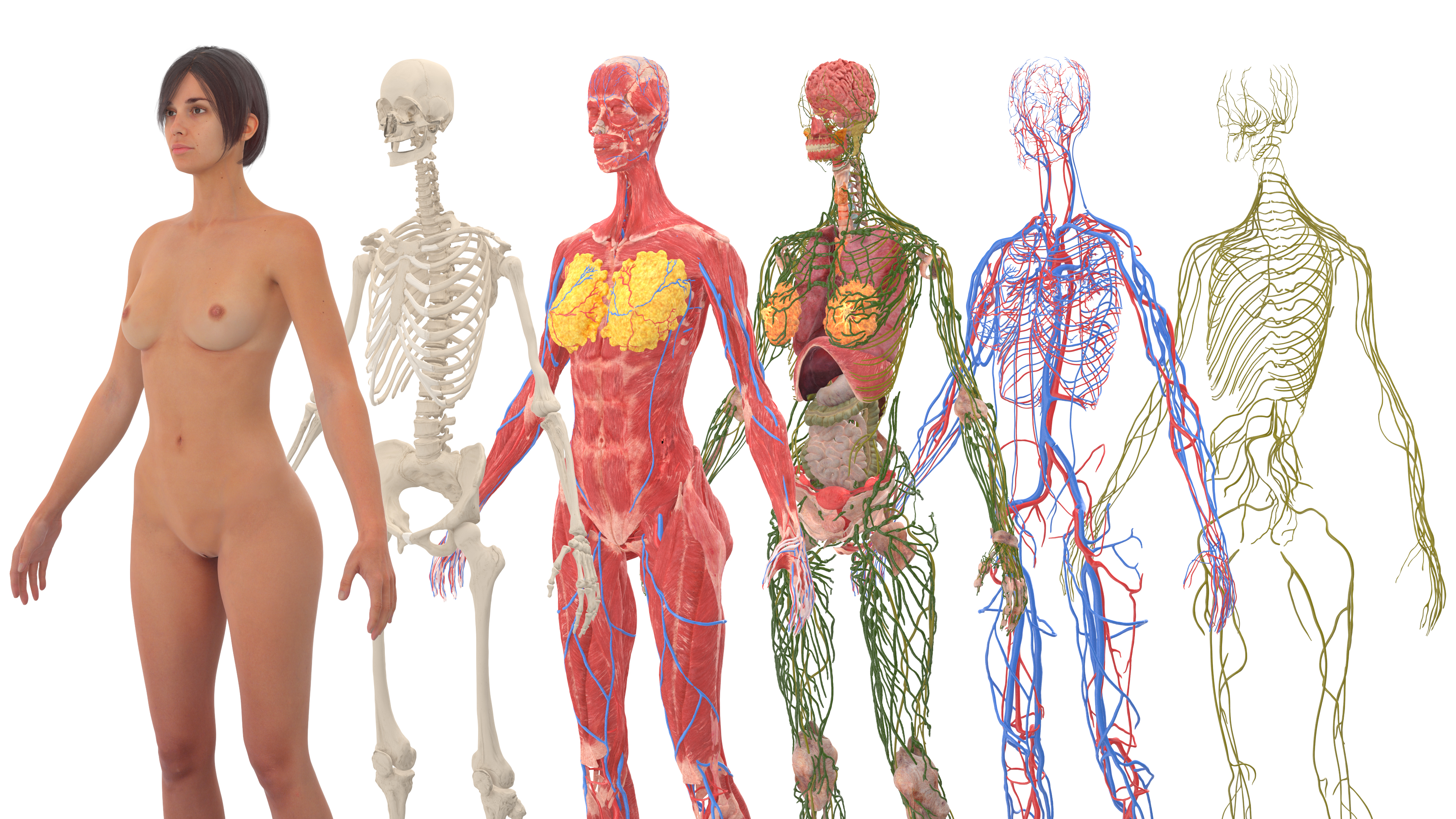 Realistic Female Full Anatomy 3D model
