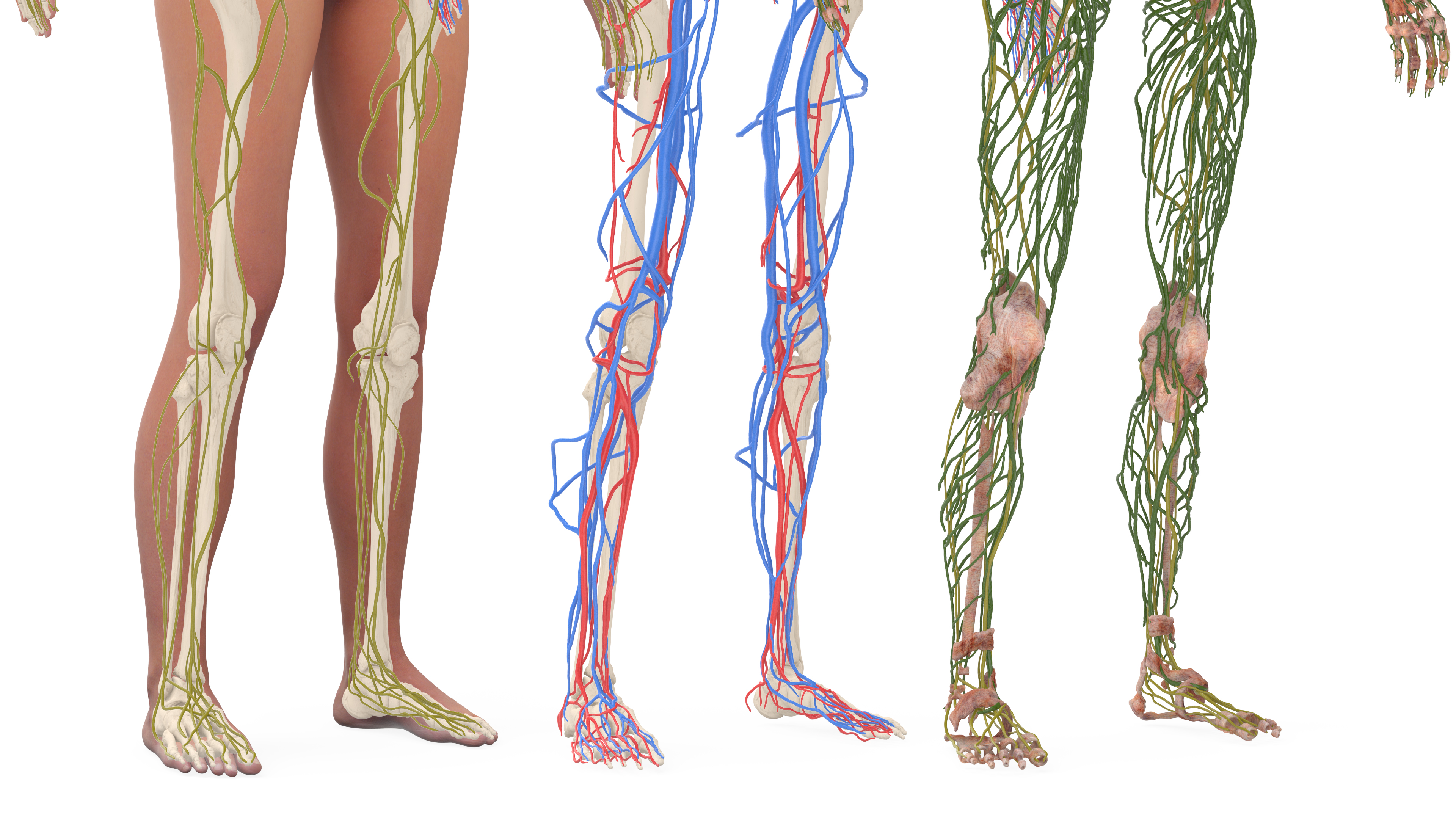 Realistic Female Full Anatomy 3D model