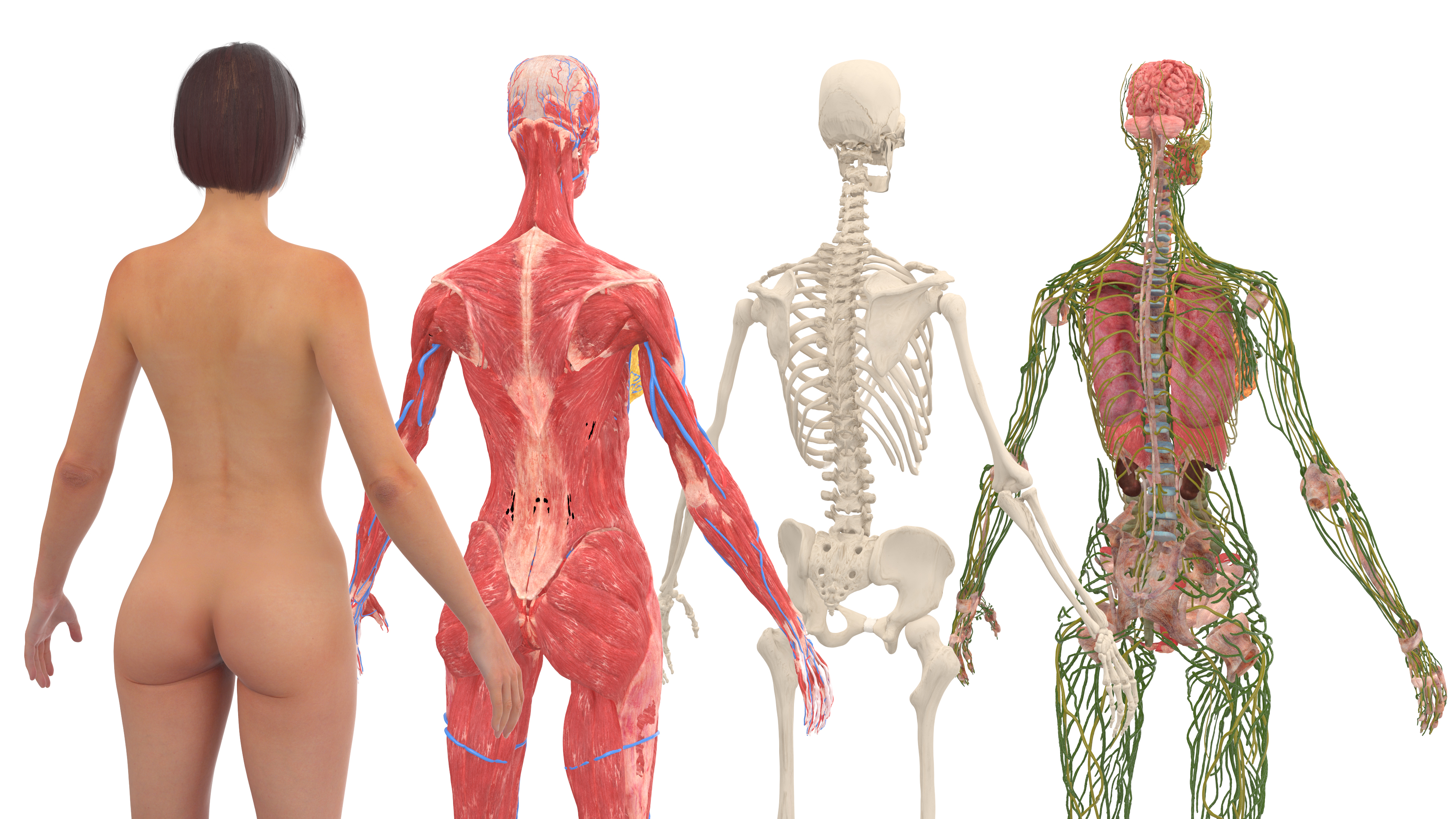Realistic Female Full Anatomy 3D model