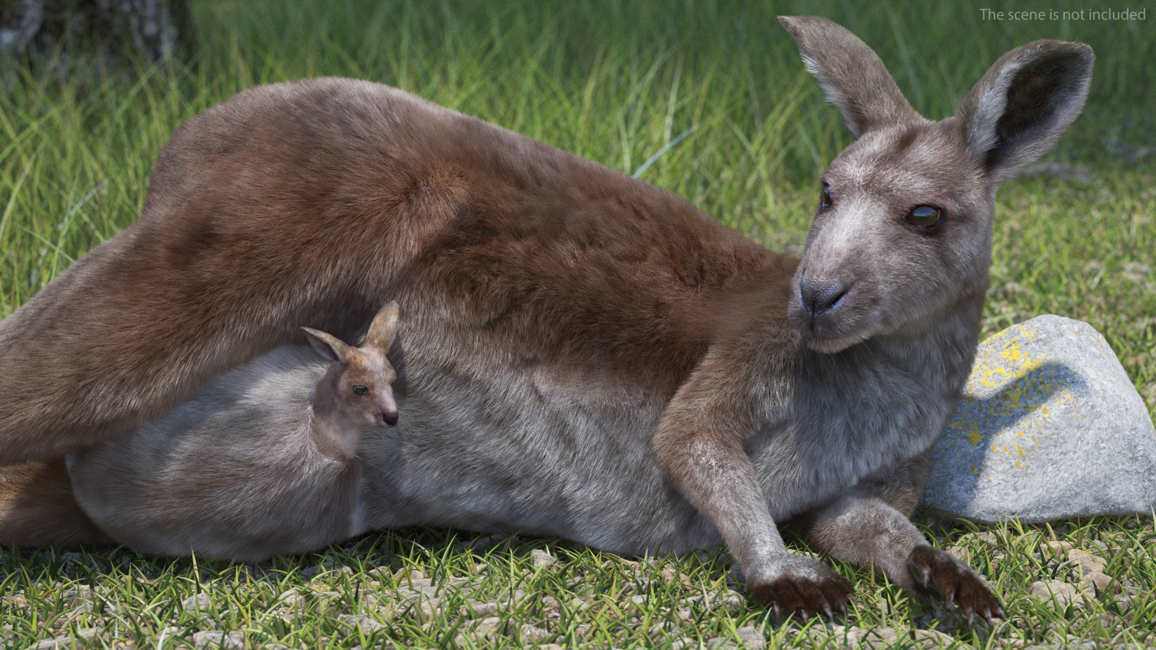 3D model Mother Kangaroo with Baby Lying Fur