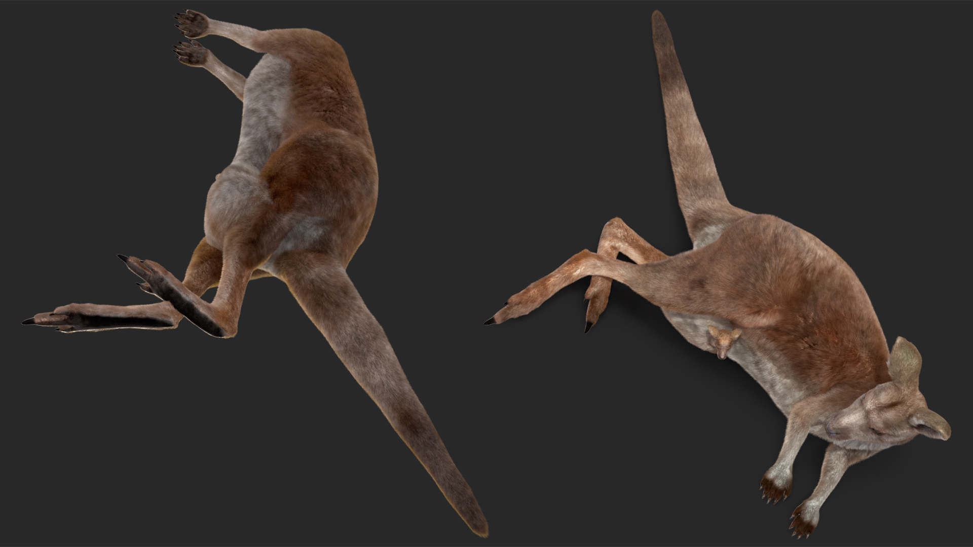 3D model Mother Kangaroo with Baby Lying Fur