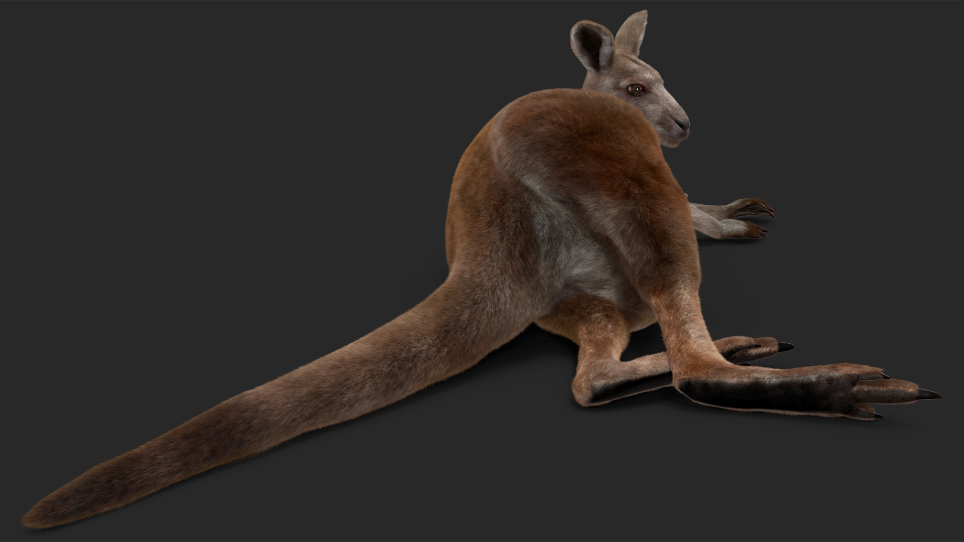 3D model Mother Kangaroo with Baby Lying Fur