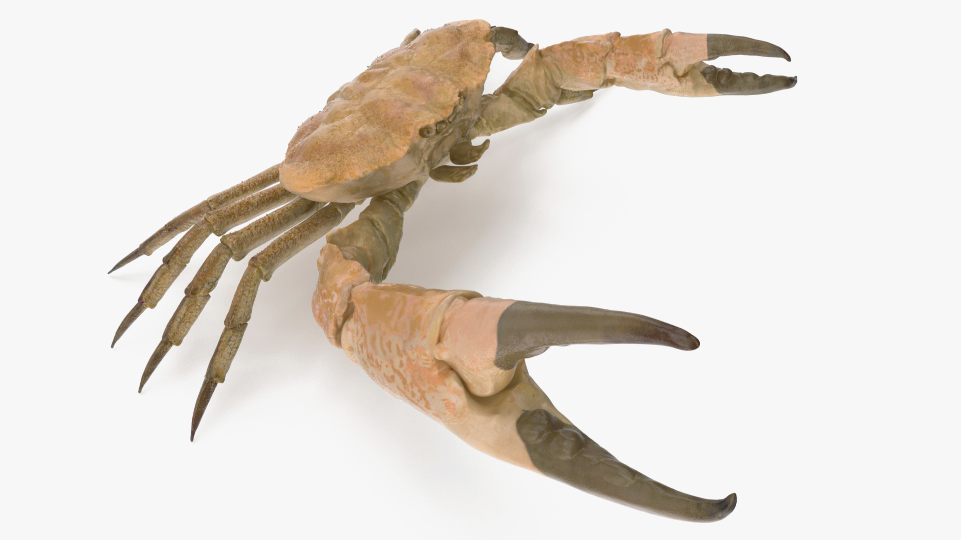 3D Deepwater Giant Crab Rigged for Maya