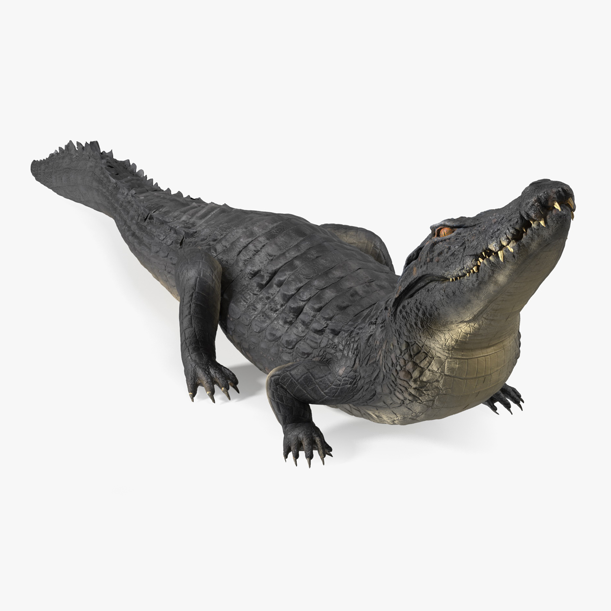 Melanosuchus Niger Rigged for Maya 3D model